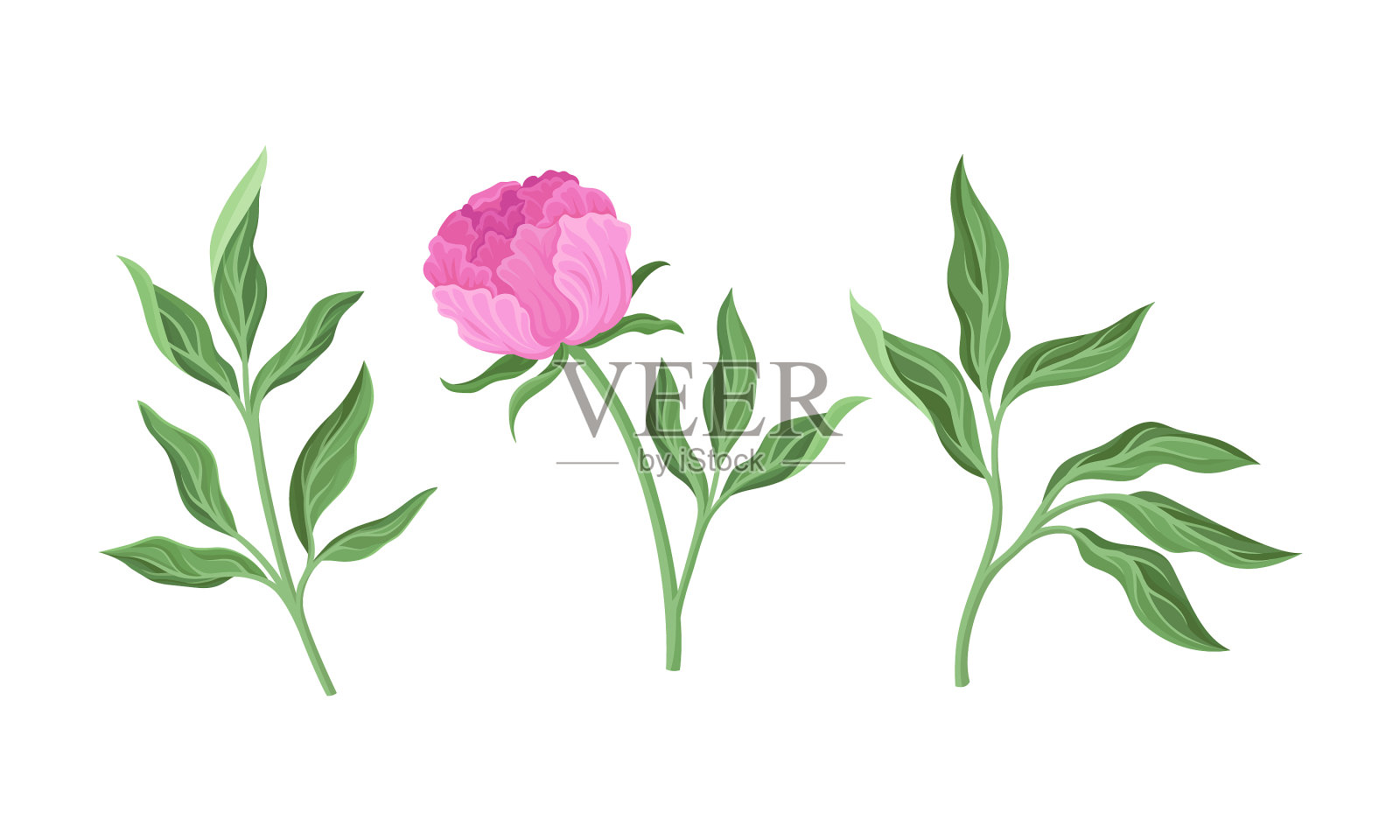 粉红色的牡丹花芽，绿色的茎和叶插画图片素材