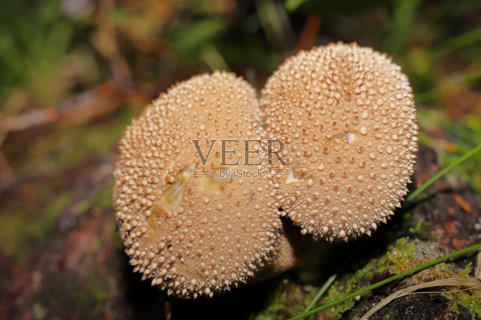 森林里的蘑菇照片摄影图片