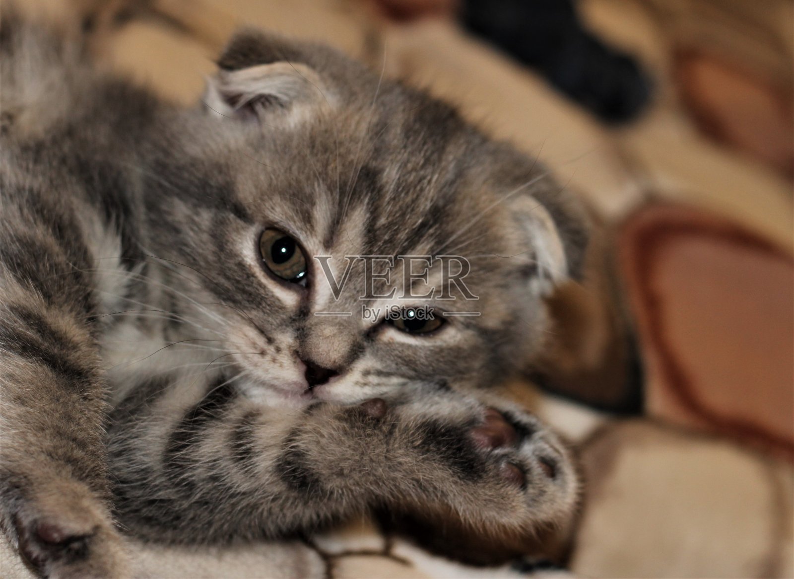 蓝色小猫苏格兰折耳猫照片摄影图片