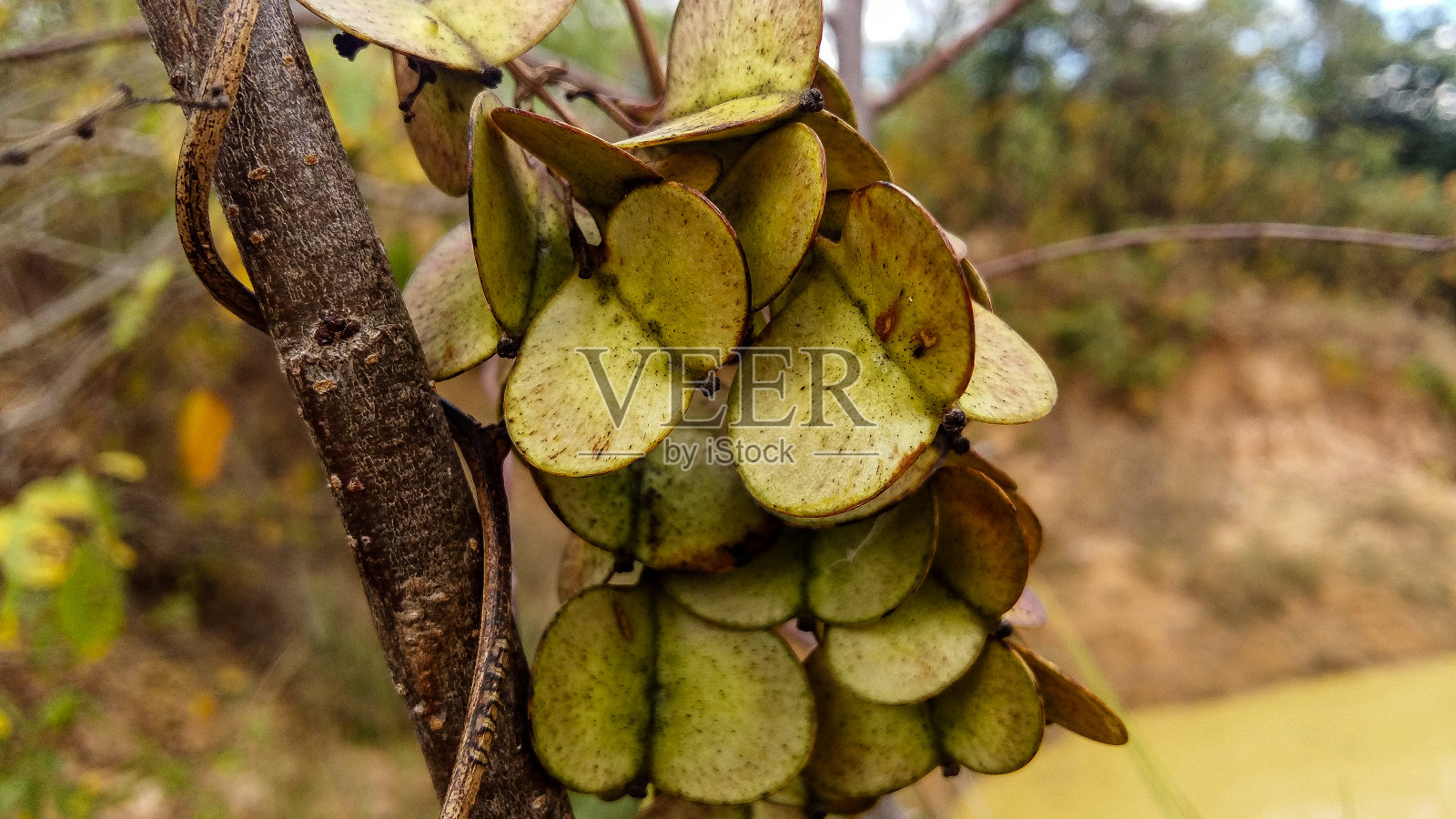 奇怪的水果照片摄影图片