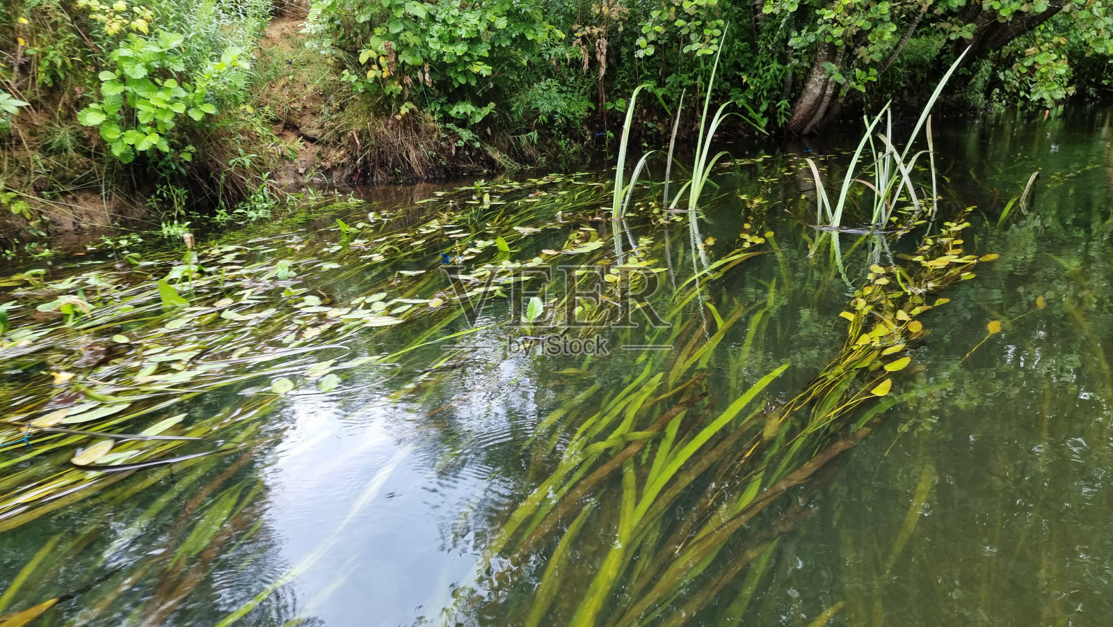 河里有一群绿色的水生植物。河里有睡莲和浮萍。生态学的概念。照片摄影图片