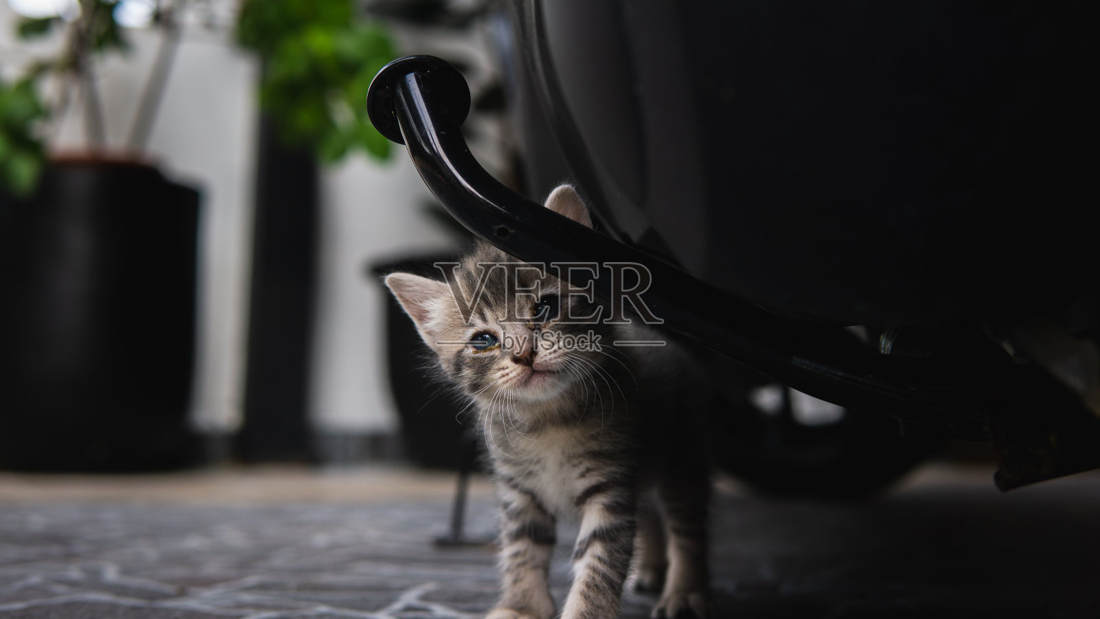 可爱的小猫咪害羞地看着镜头。照片摄影图片