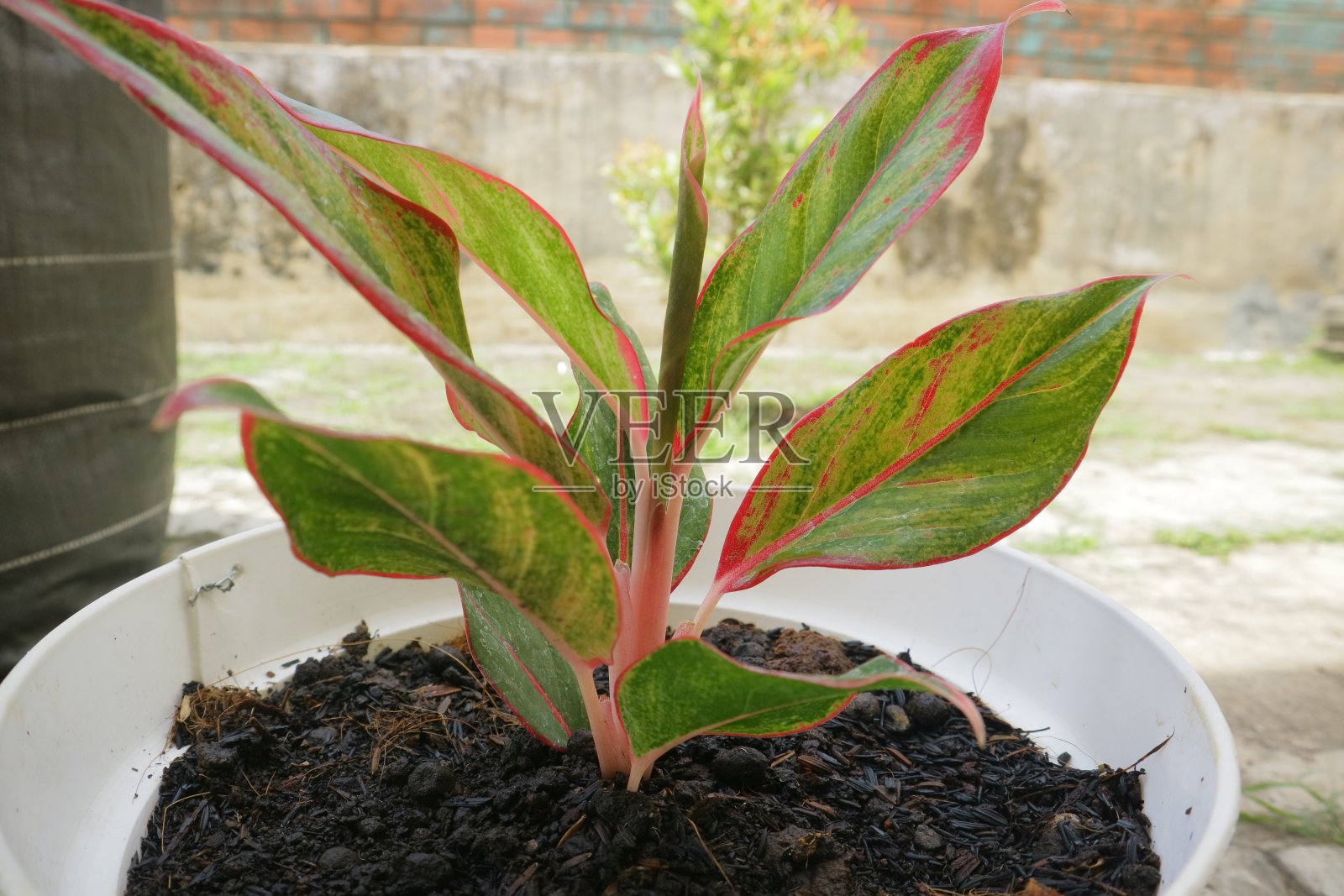 美丽的室内植物被称为Aglaonema红色植物照片照片摄影图片