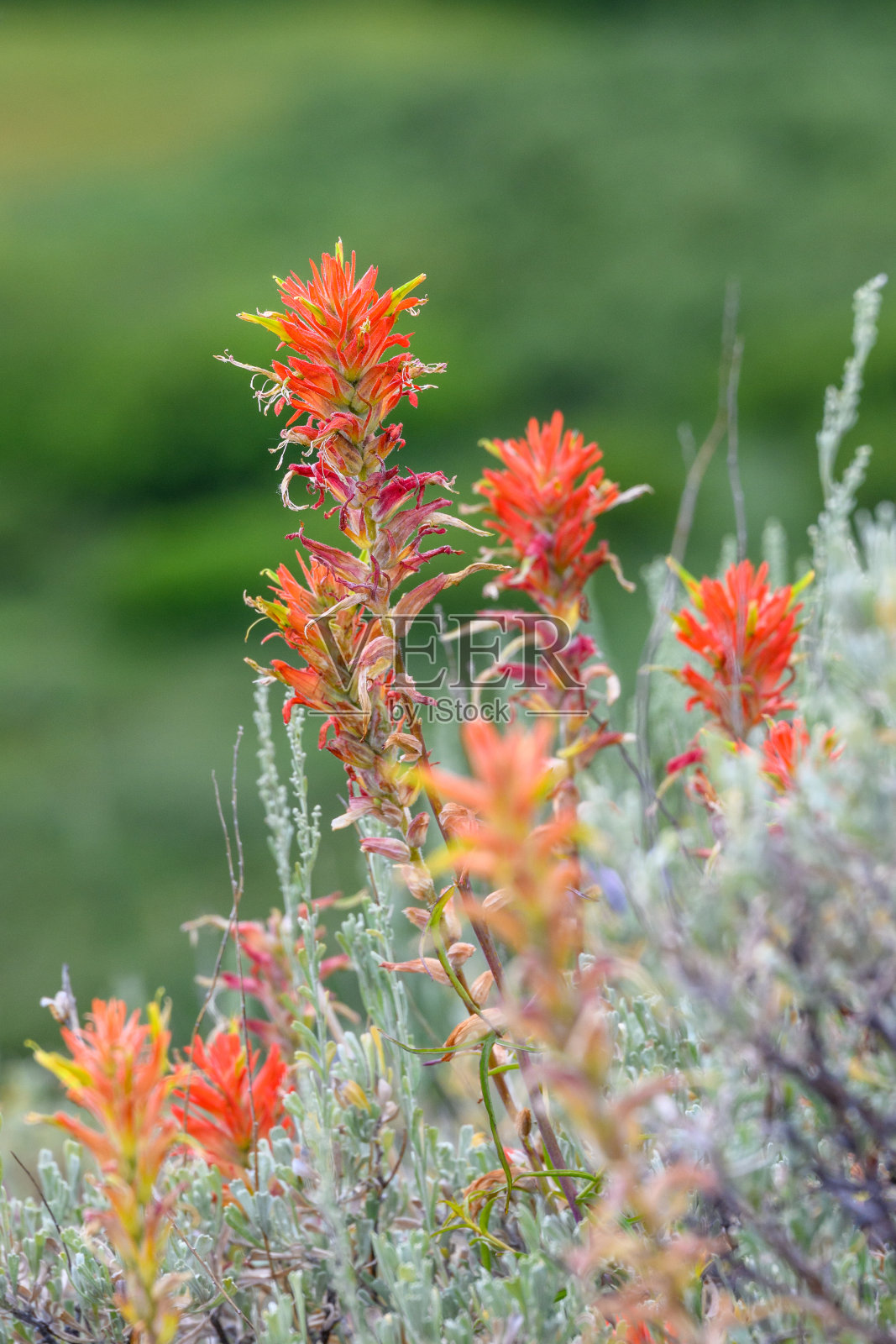大提顿国家公园，怀俄明印第安画笔的红色花朵在野外盛开的特写照片摄影图片