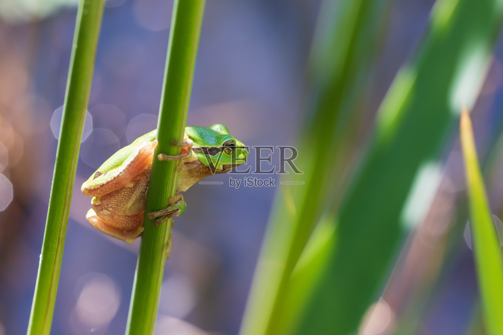 树蛙-茎上的绿色树蛙。背景是绿色的。这张照片的外景很好照片摄影图片
