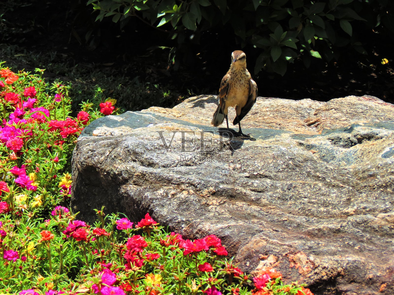 加热体(会satuminus)。Chalk-Browed嘲笑鸟。照片摄影图片