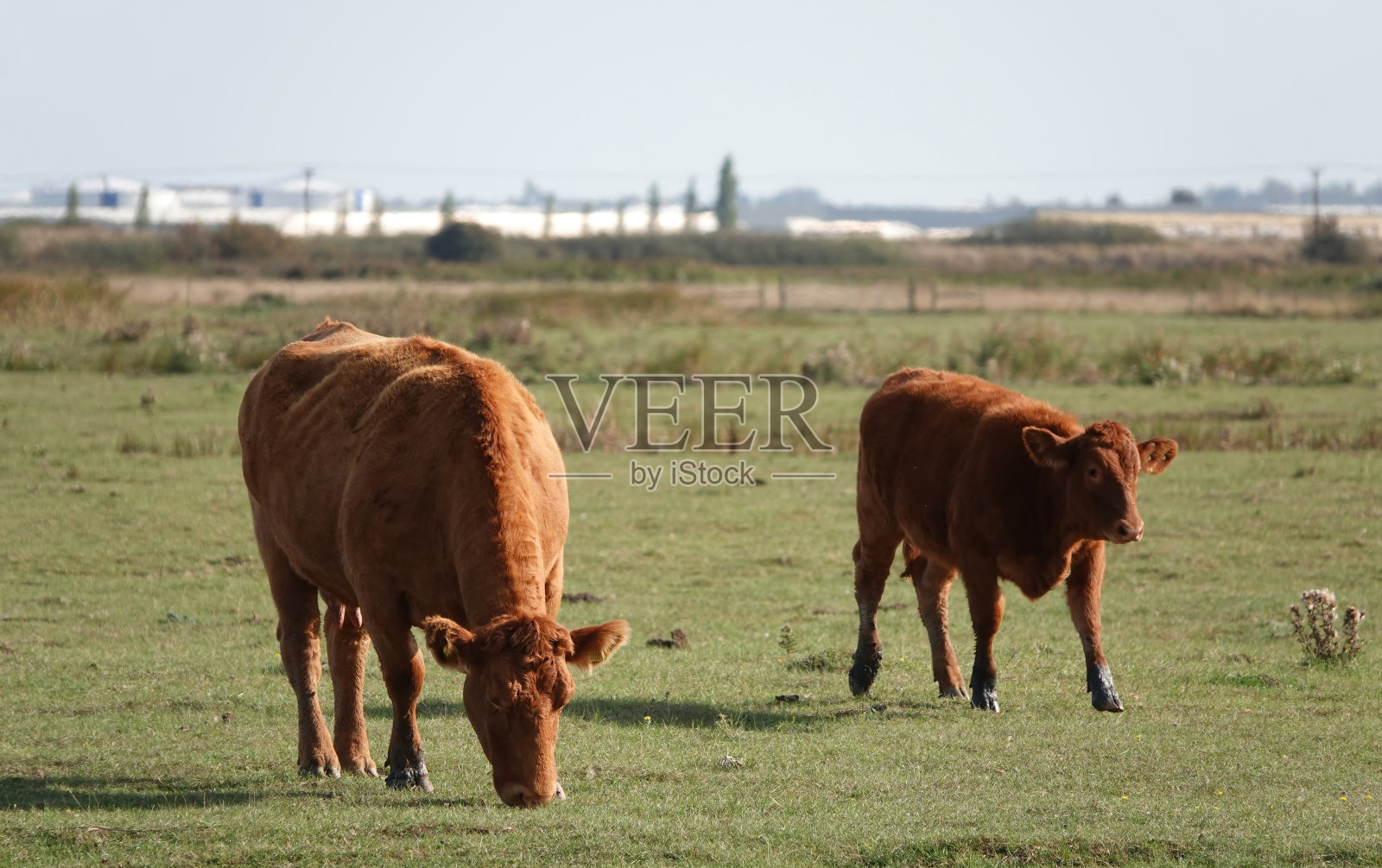 一头棕色的母牛和她的小牛在田野里吃草。照片摄影图片