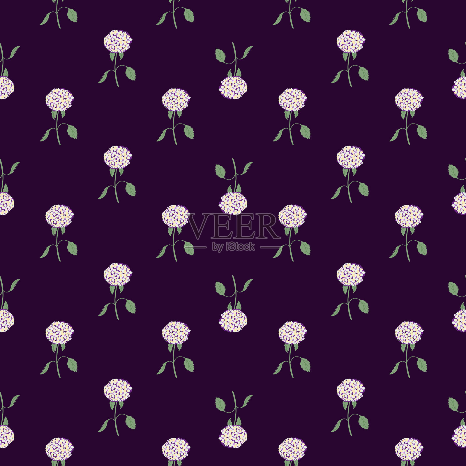 白色的绣球花插画图片素材