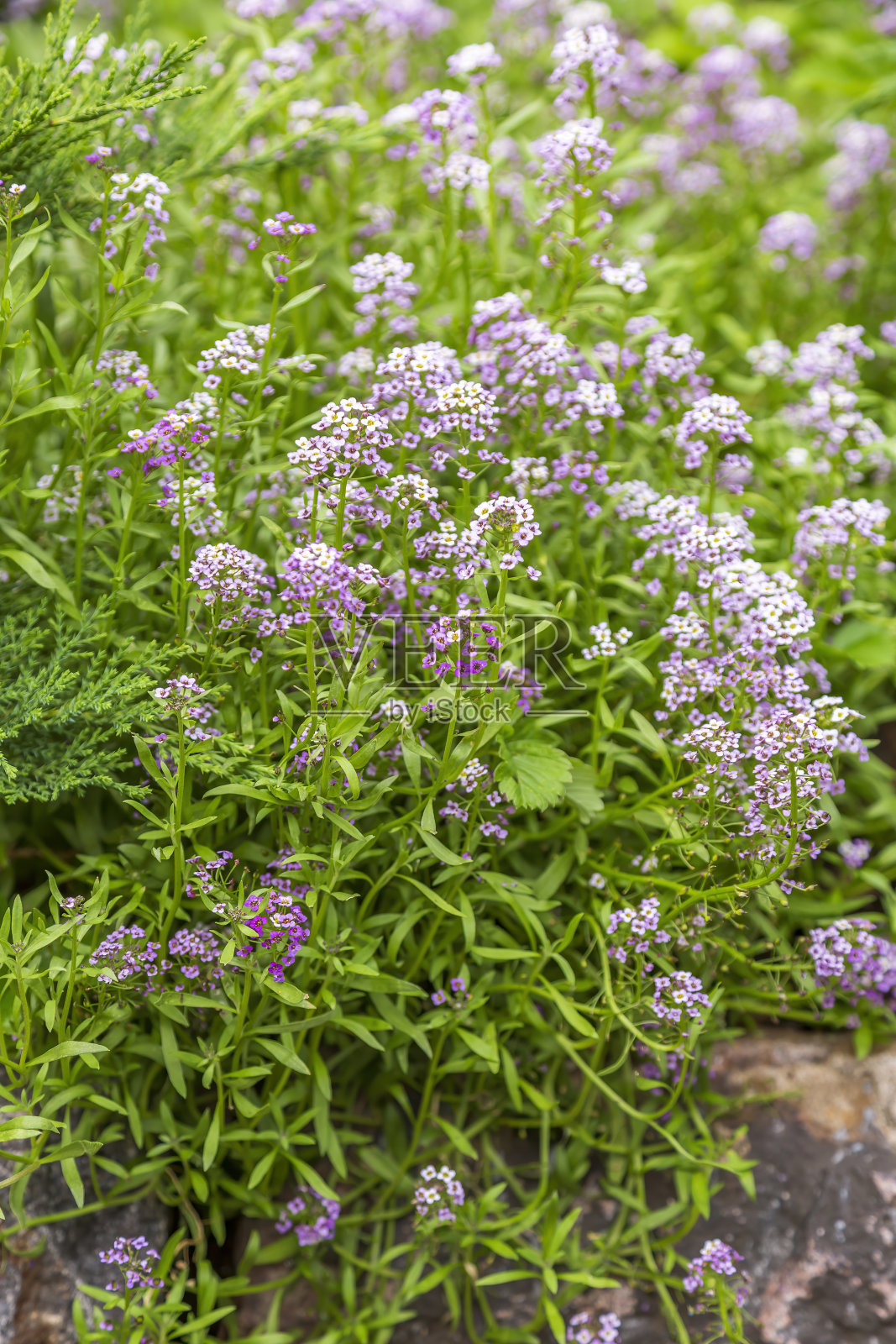 夏日公园里下午盛开的小叶花照片摄影图片