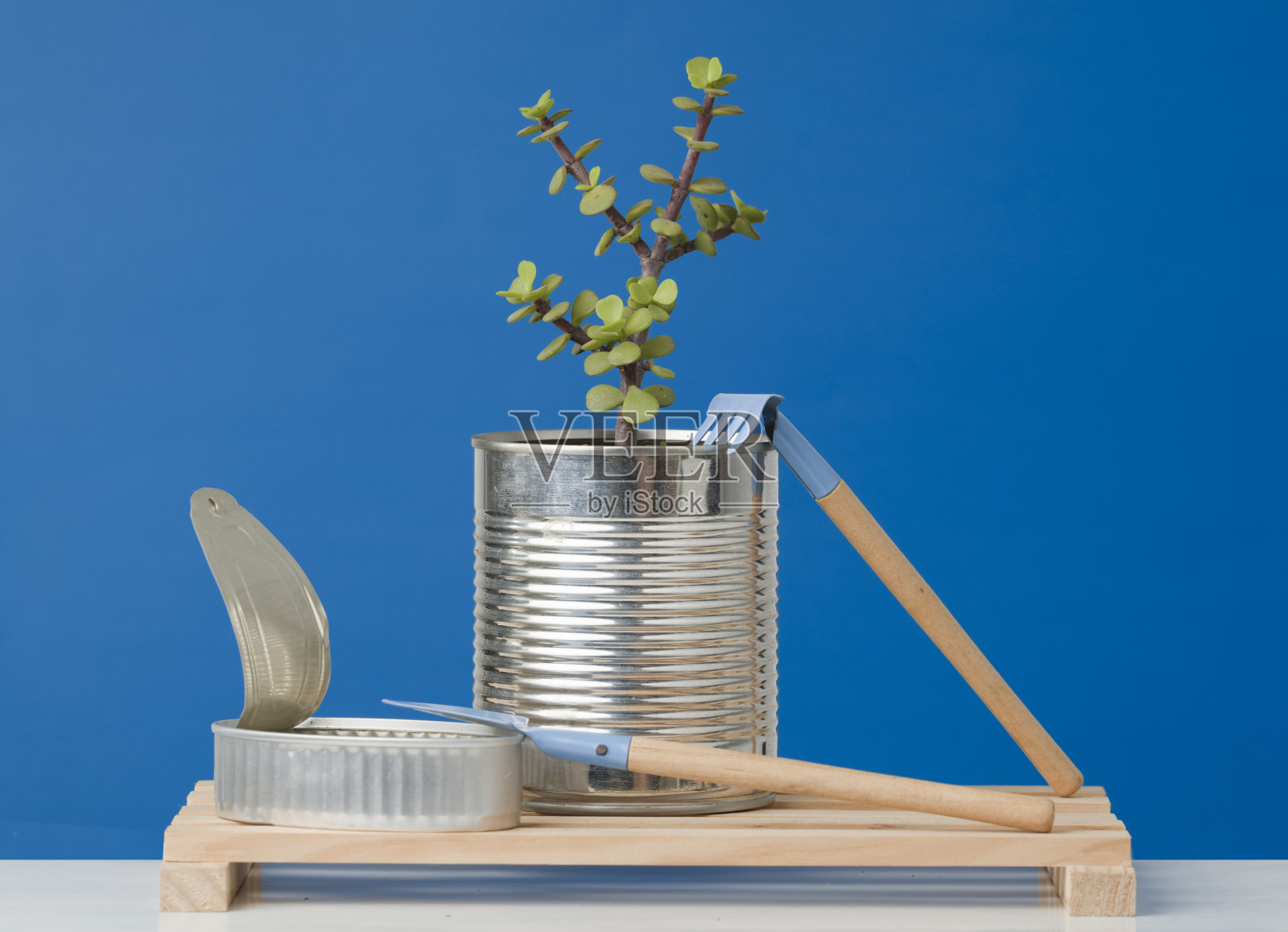 用回收，再利用，零废物在家里，省钱，回收和种植你自己的植物的锡罐种植植物。照片摄影图片