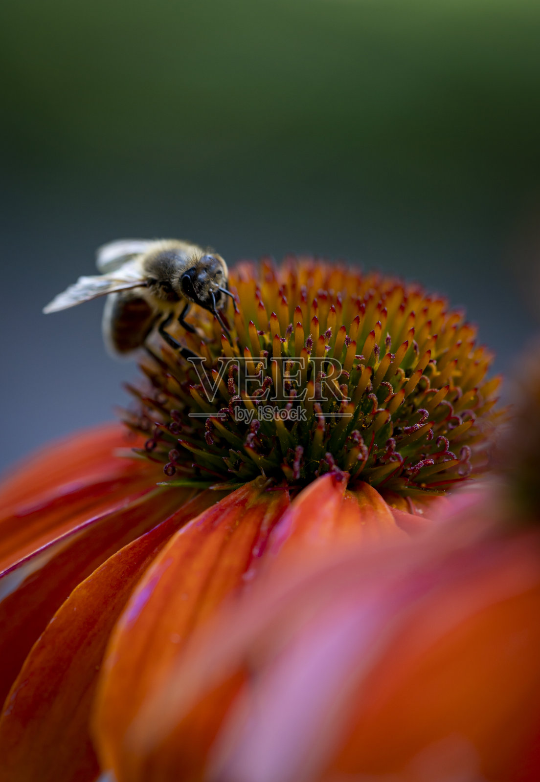 蜜蜂照片摄影图片