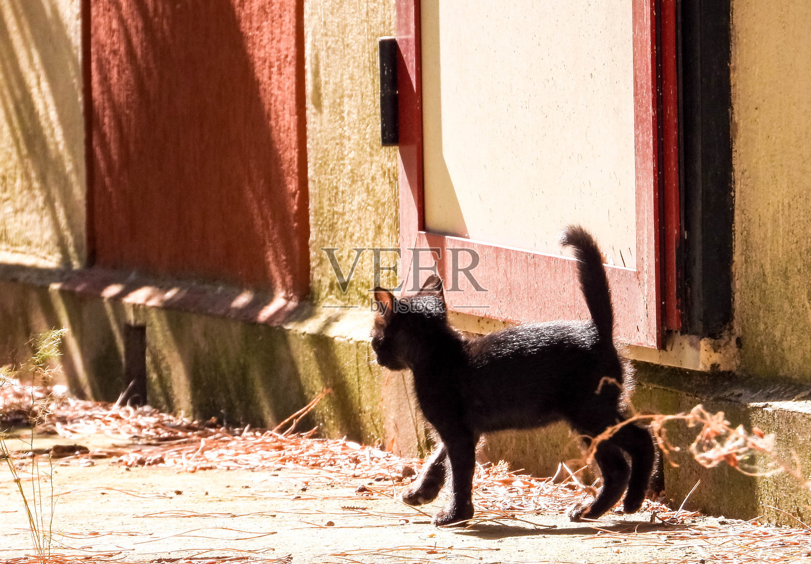流浪猫历险记照片摄影图片