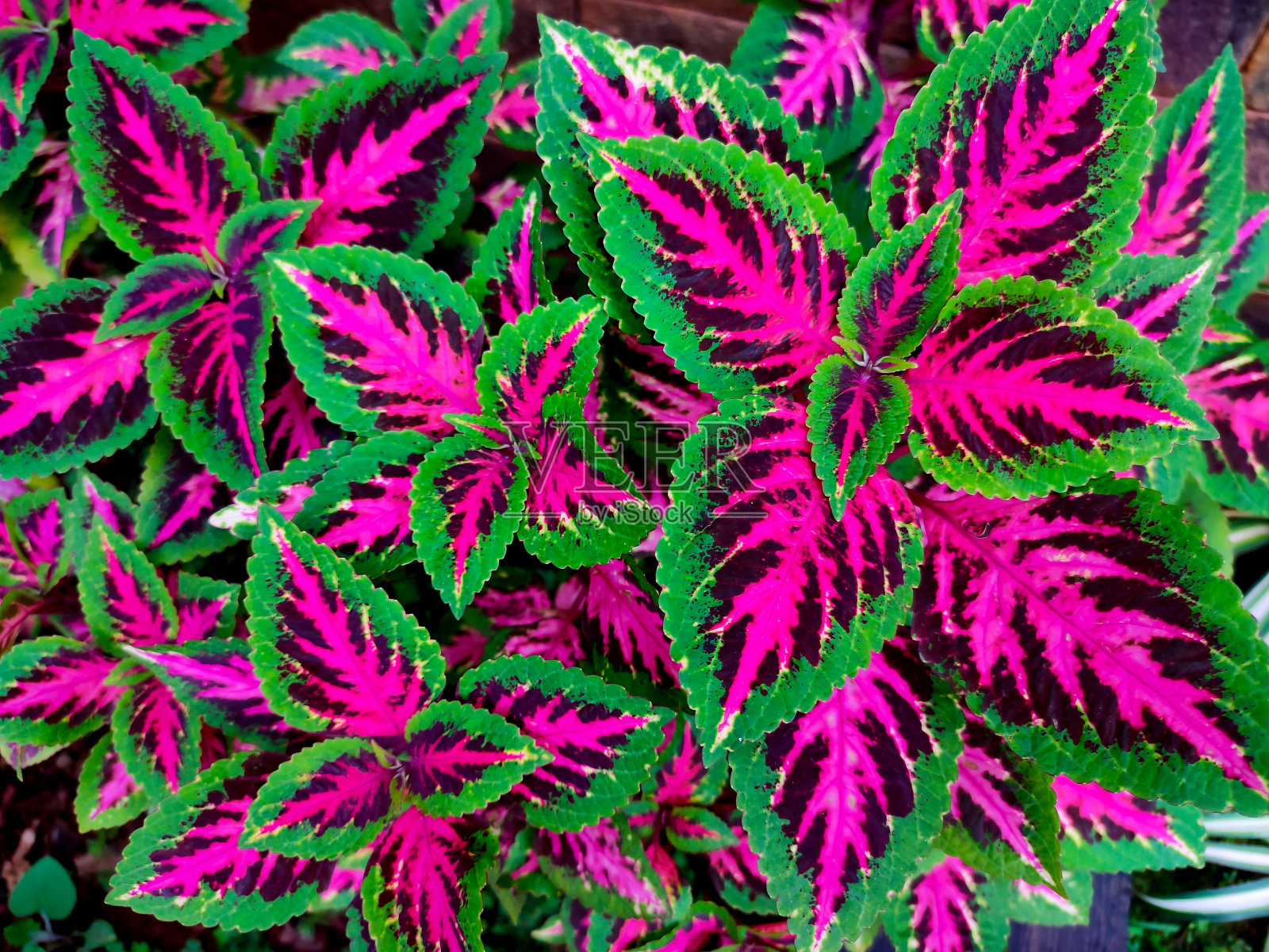 一大群五颜六色的树叶照片摄影图片