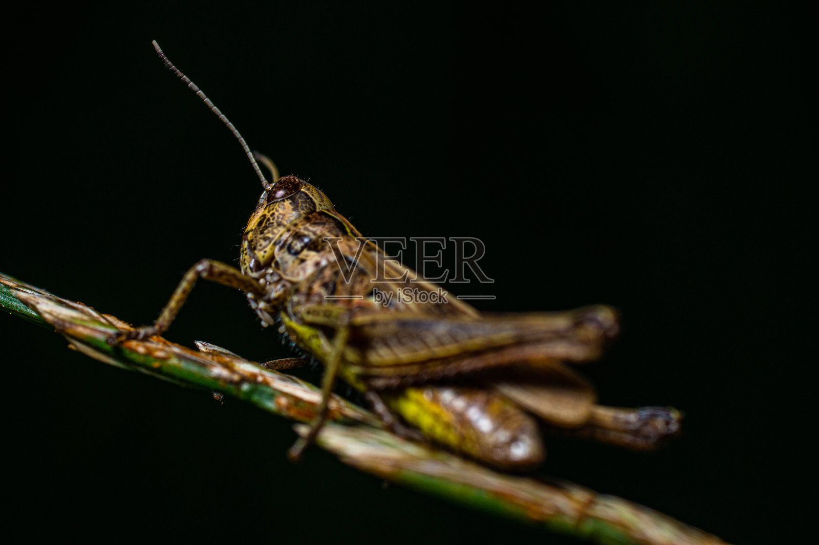 蚱蜢照片摄影图片