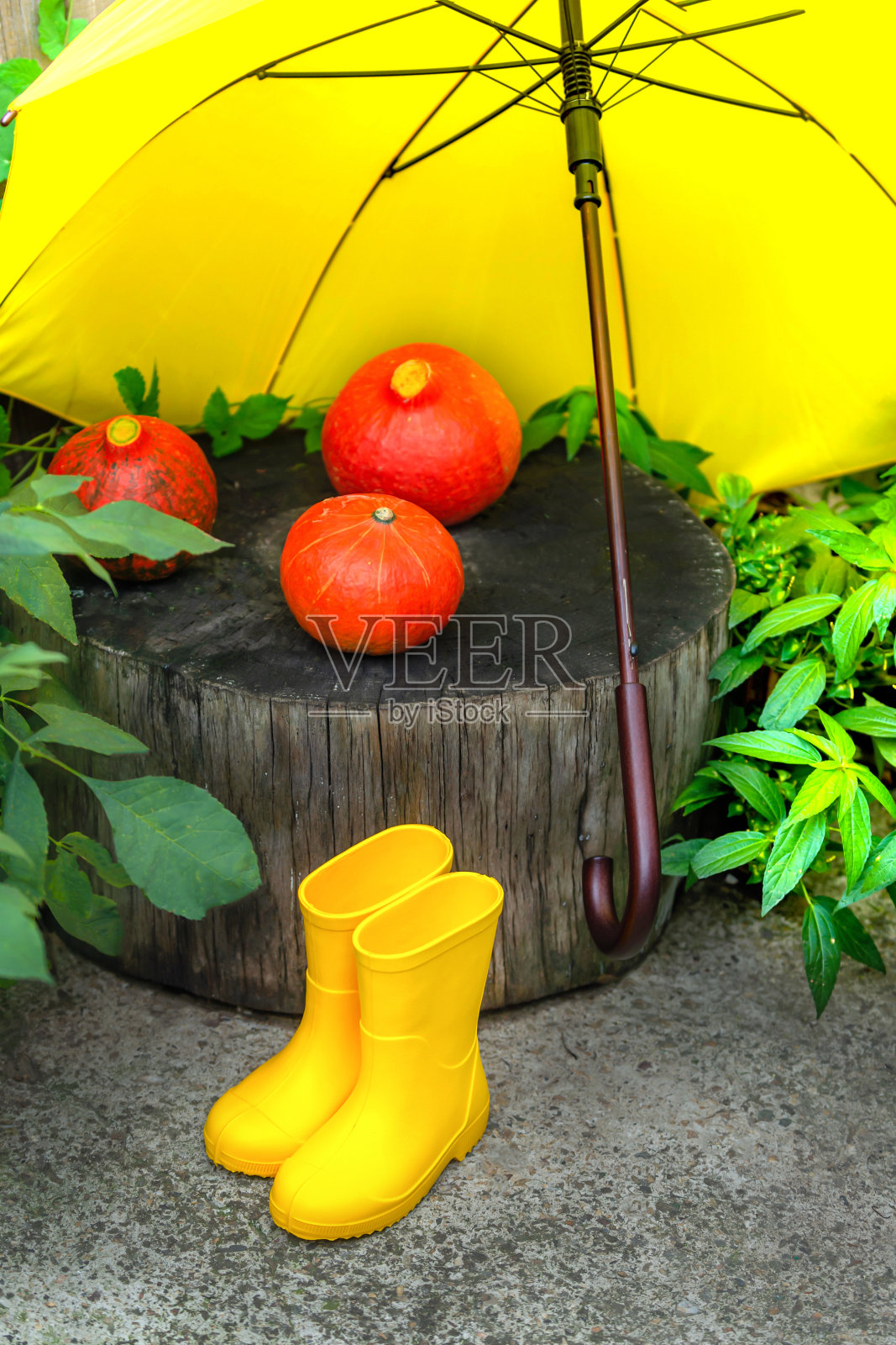 秋天的概念。照片摄影图片