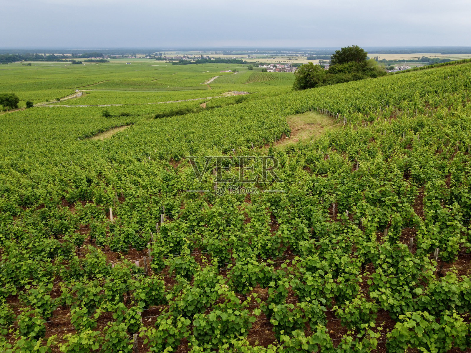 在法国东部的勃艮第地区，伊甸俯瞰着绿色的特级和特级葡萄园，种植着一排排的黑皮诺葡萄，酿造着著名的勃艮第红葡萄酒。照片摄影图片
