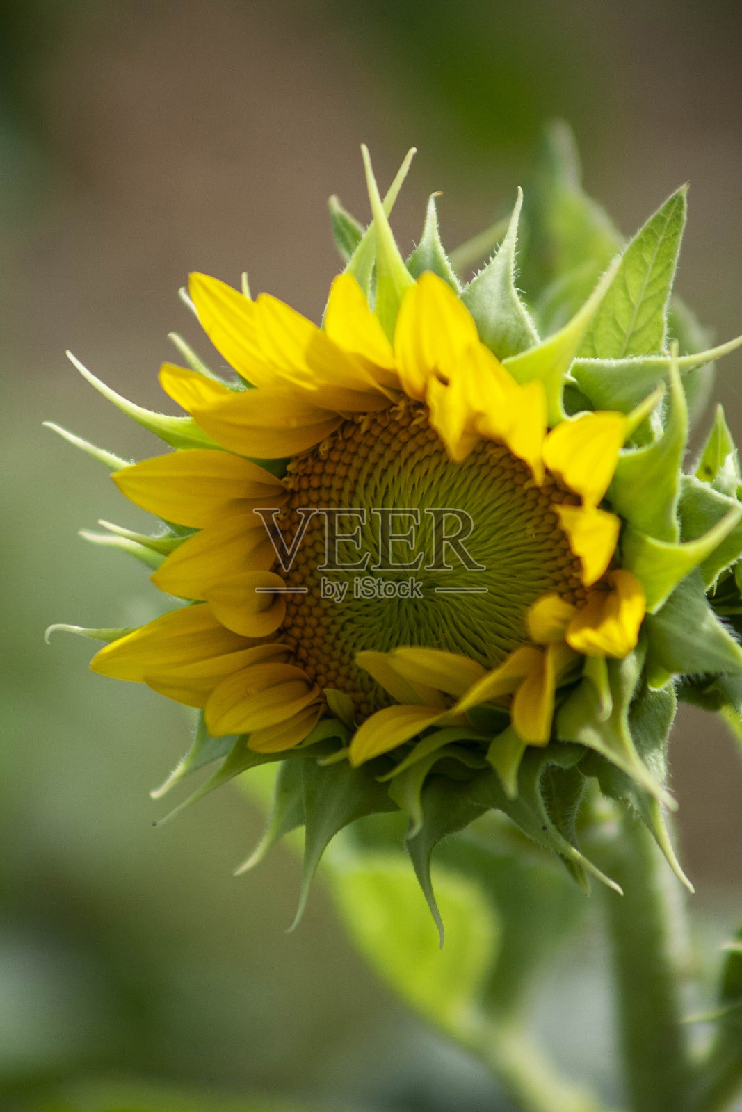 向日葵照片摄影图片