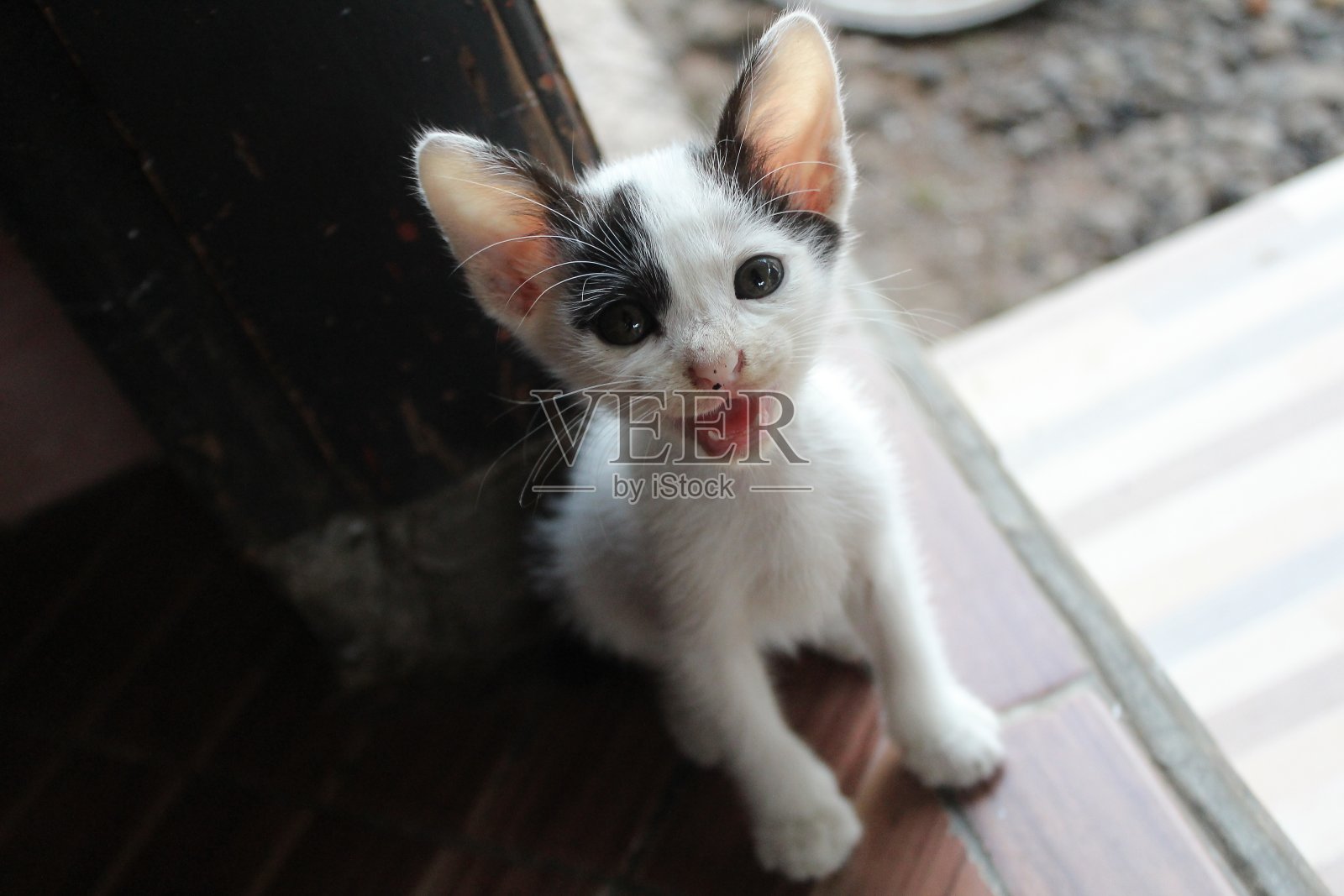 小猫在家里的厨房里照片摄影图片