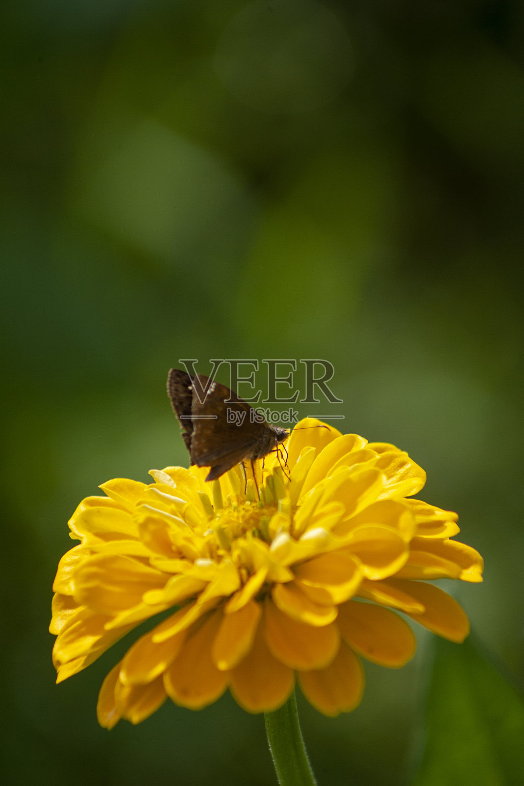 花照片摄影图片