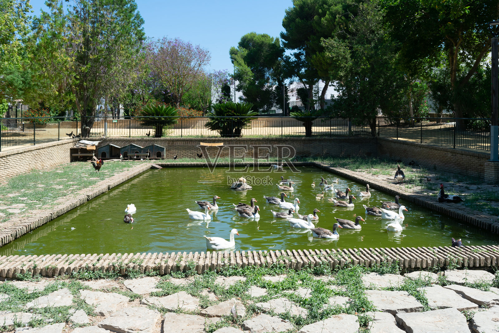 在Torrevieja国家公园的鸭子。阿利坎特，在科斯塔布兰卡河上。西班牙欧洲。照片摄影图片