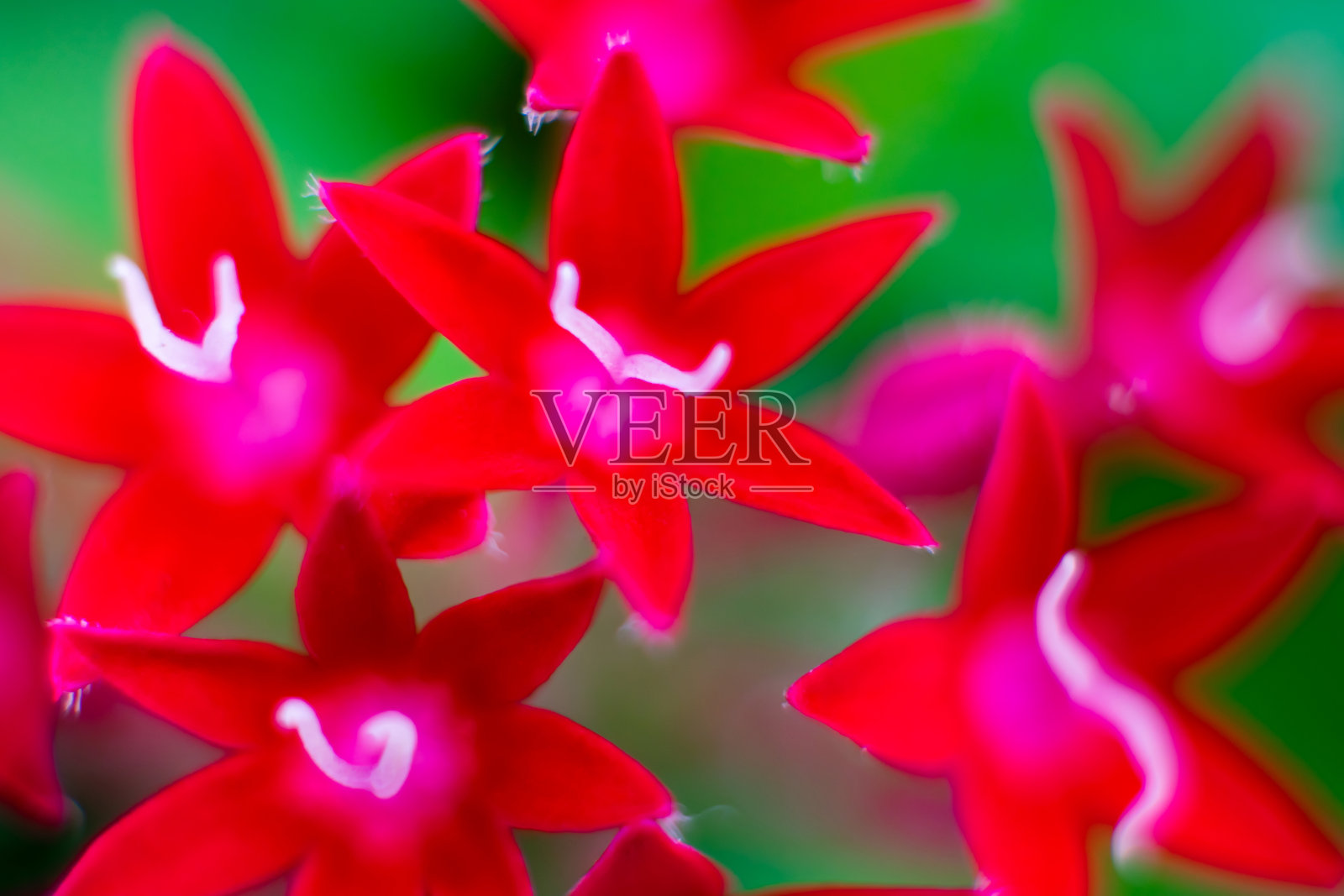 埃及的红星花。西班牙。欧洲。照片摄影图片