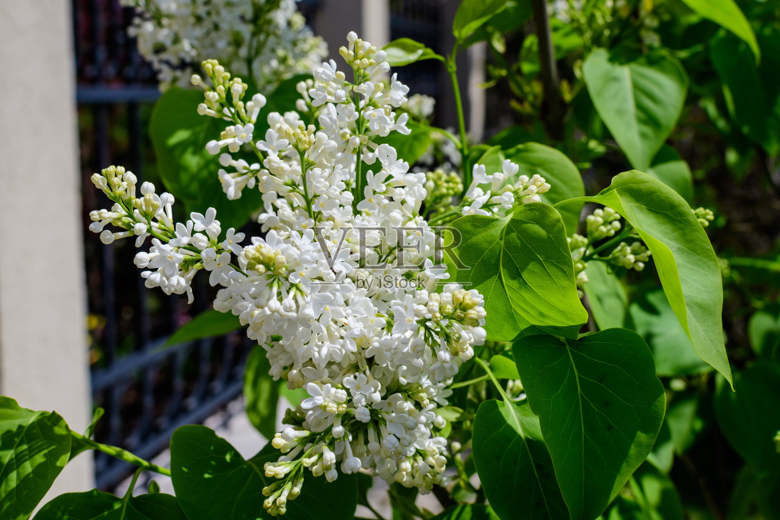在一个阳光明媚的春天，一组新鲜精致的小白花紫丁香(丁香或普通丁香)在花园里的特写，花的背景用柔焦拍摄照片摄影图片
