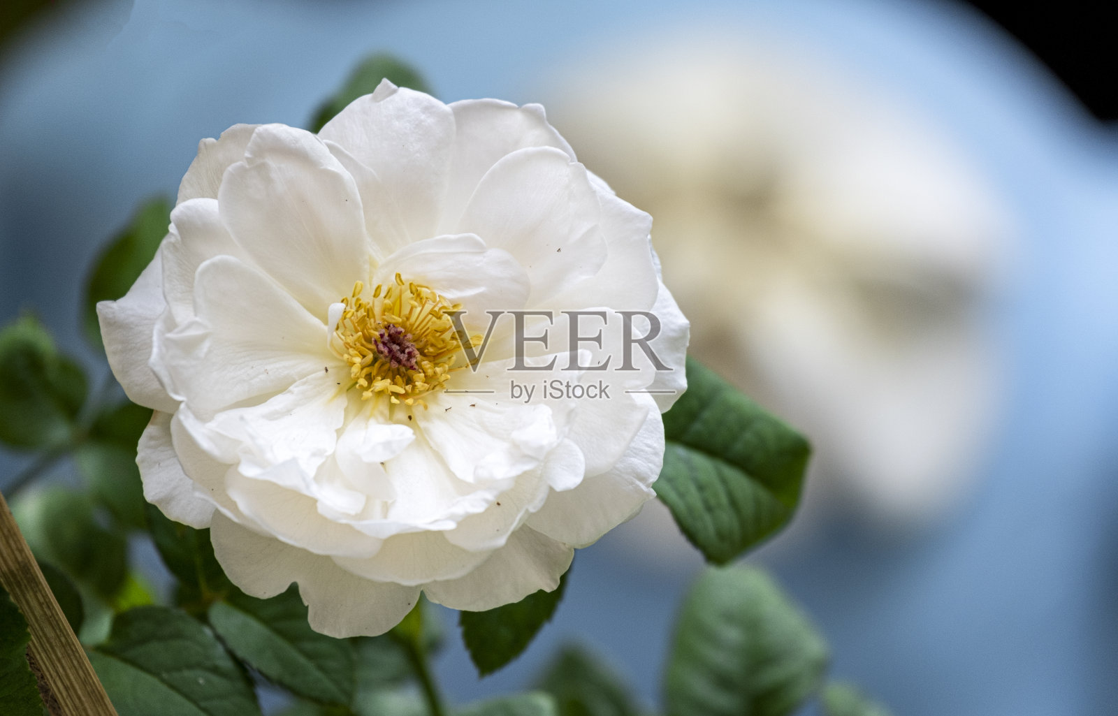 美丽柔软的白色玫瑰黄色花粉抽象形状与绿色的叶子在植物园。情人节爱情的象征。花香柔和芬芳。照片摄影图片