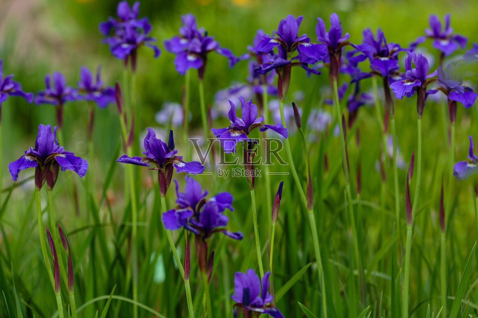 一群在花园里盛开的西伯利亚鸢尾照片摄影图片