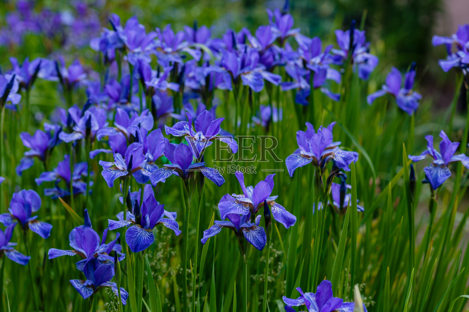 一群在花园里盛开的西伯利亚鸢尾照片摄影图片