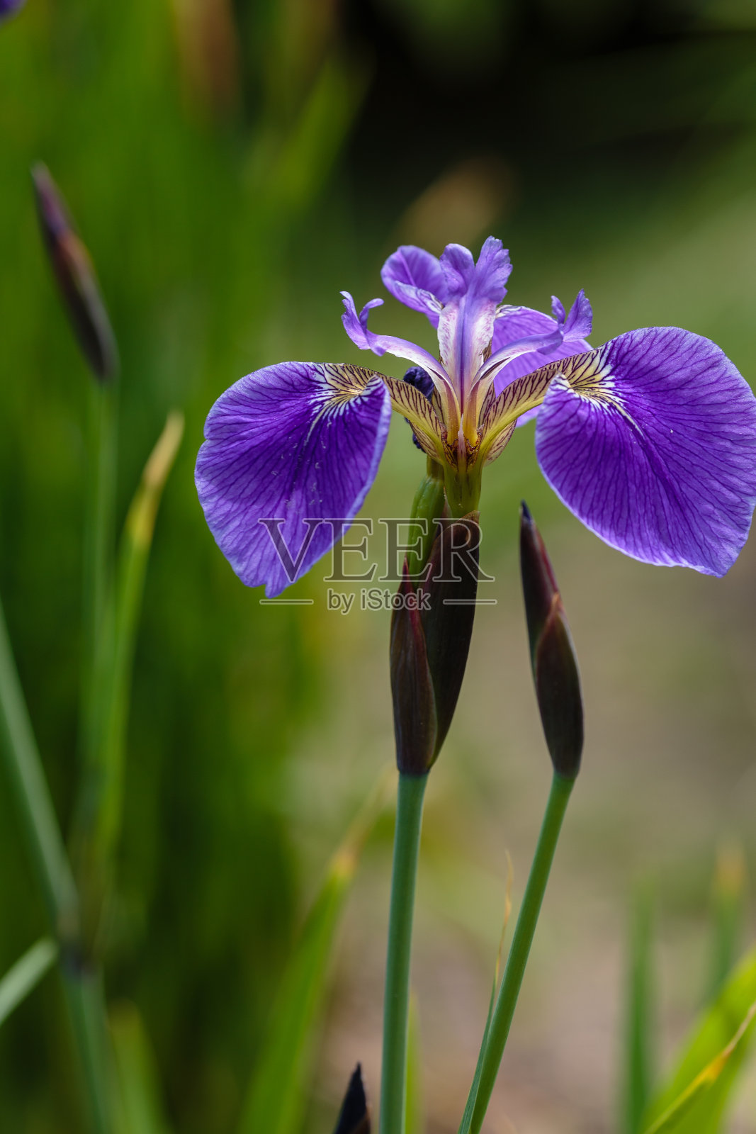 西伯利亚鸢尾的花，在绿色背景上的鸢尾照片摄影图片