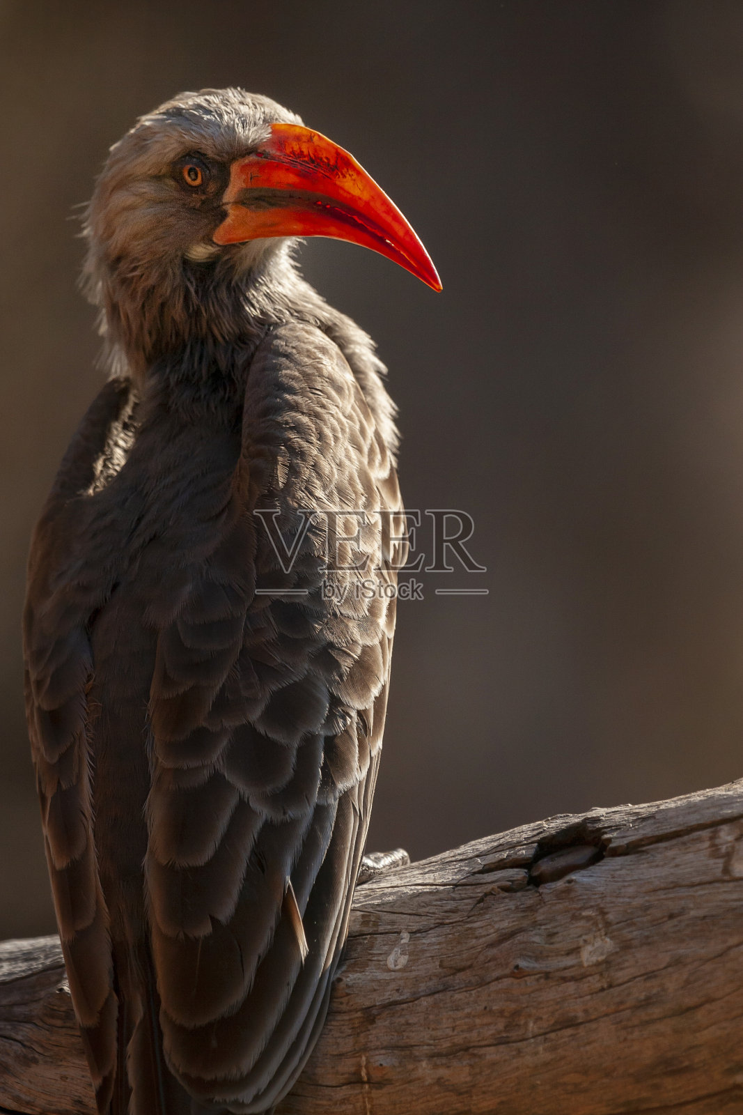 栖息在树枝上看着相机照片摄影图片