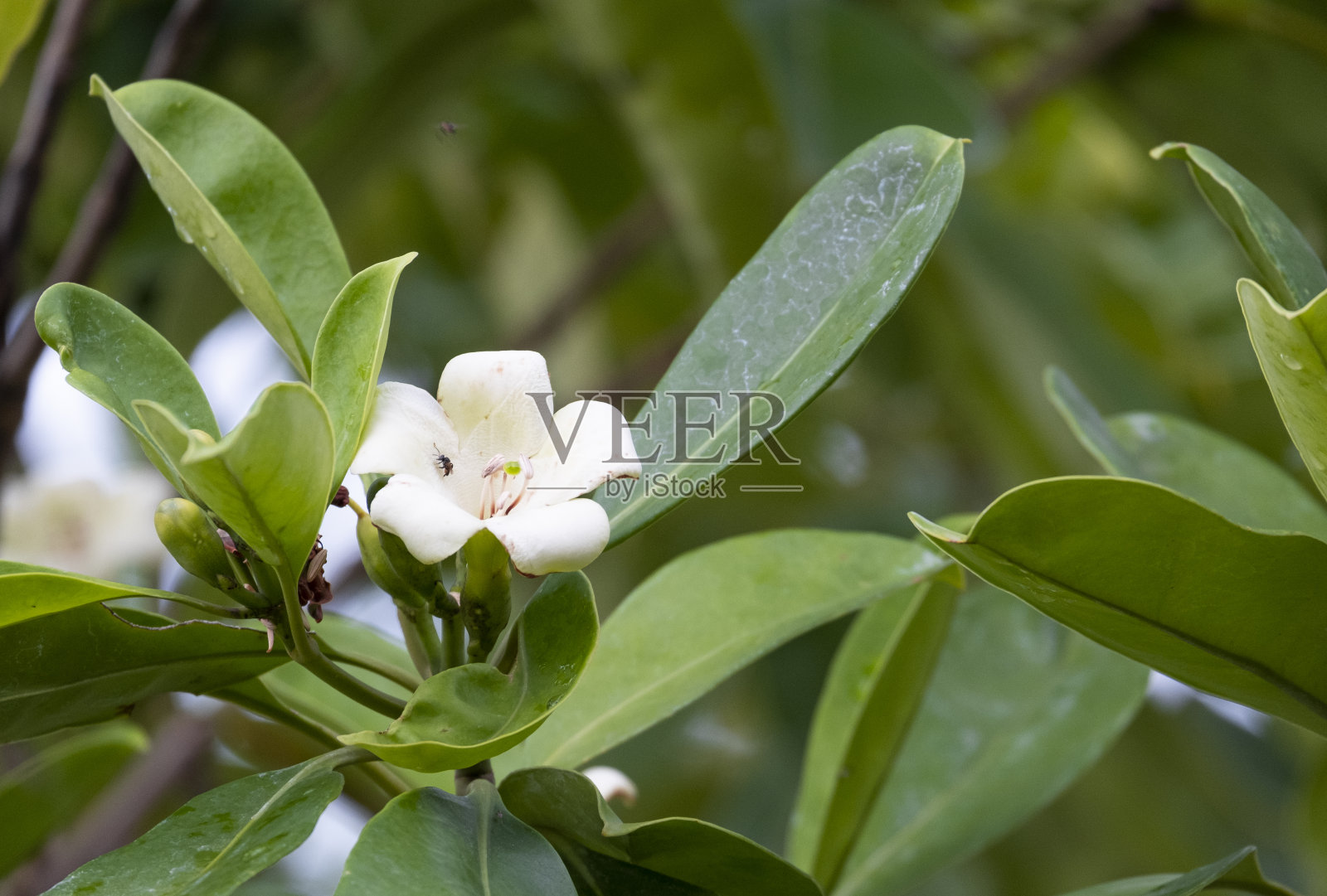 美群鲜香花树或花木白花盛开，花蕾嫩绿，在花园家中。照片摄影图片