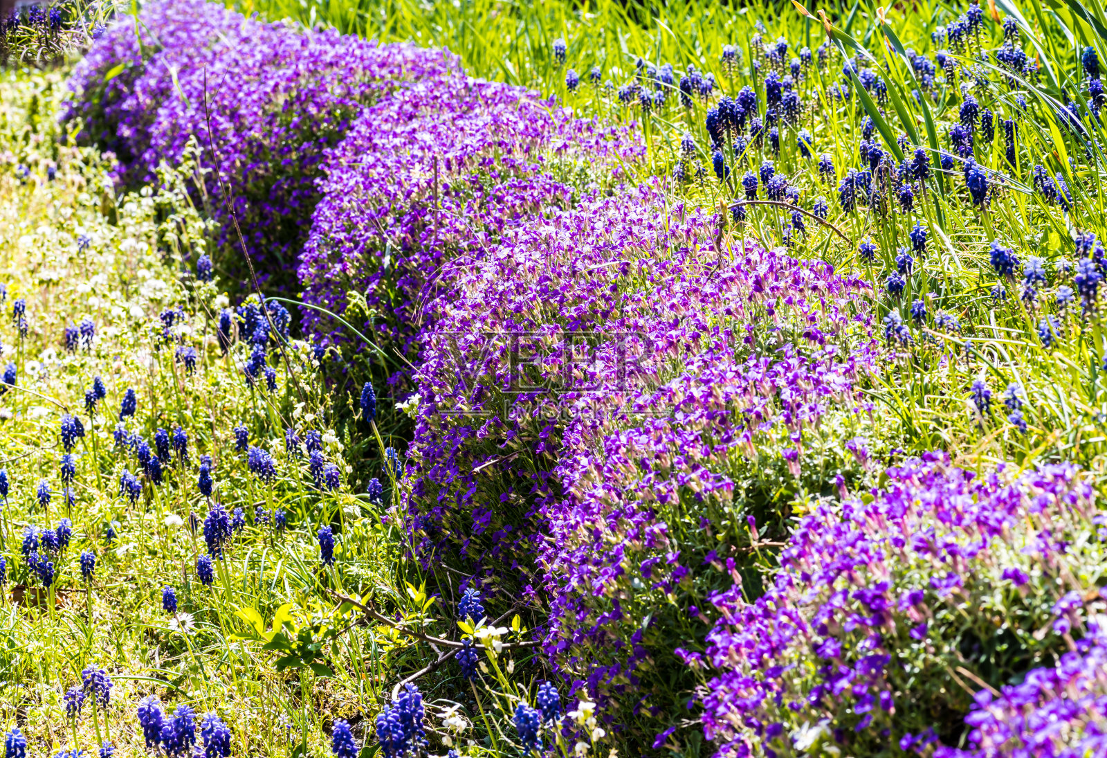 春天的草地，蓝色的枕头和盛开的风信子照片摄影图片