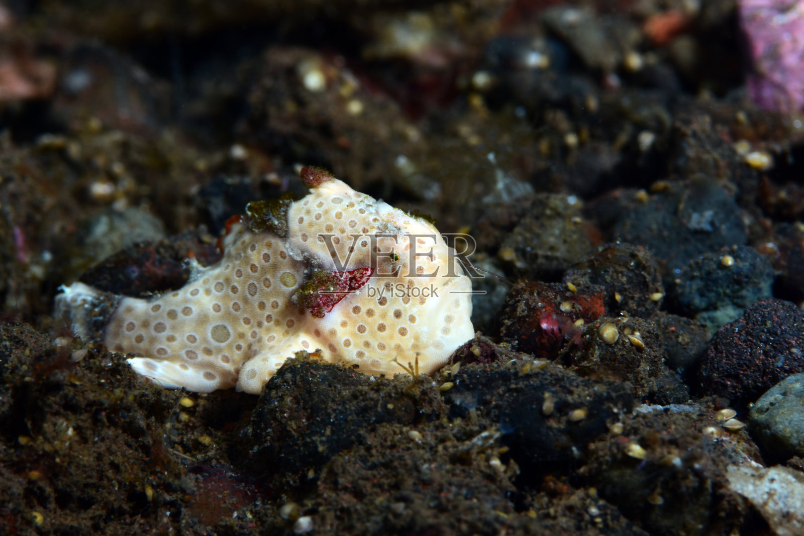 白色襞鱼科。照片摄影图片