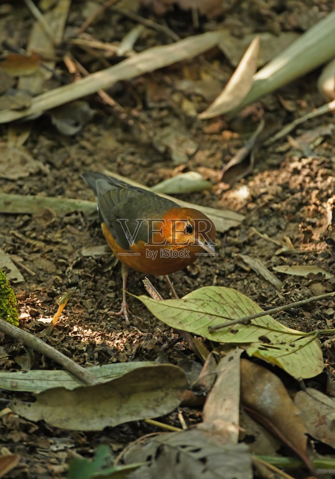 Orange-headed画眉照片摄影图片