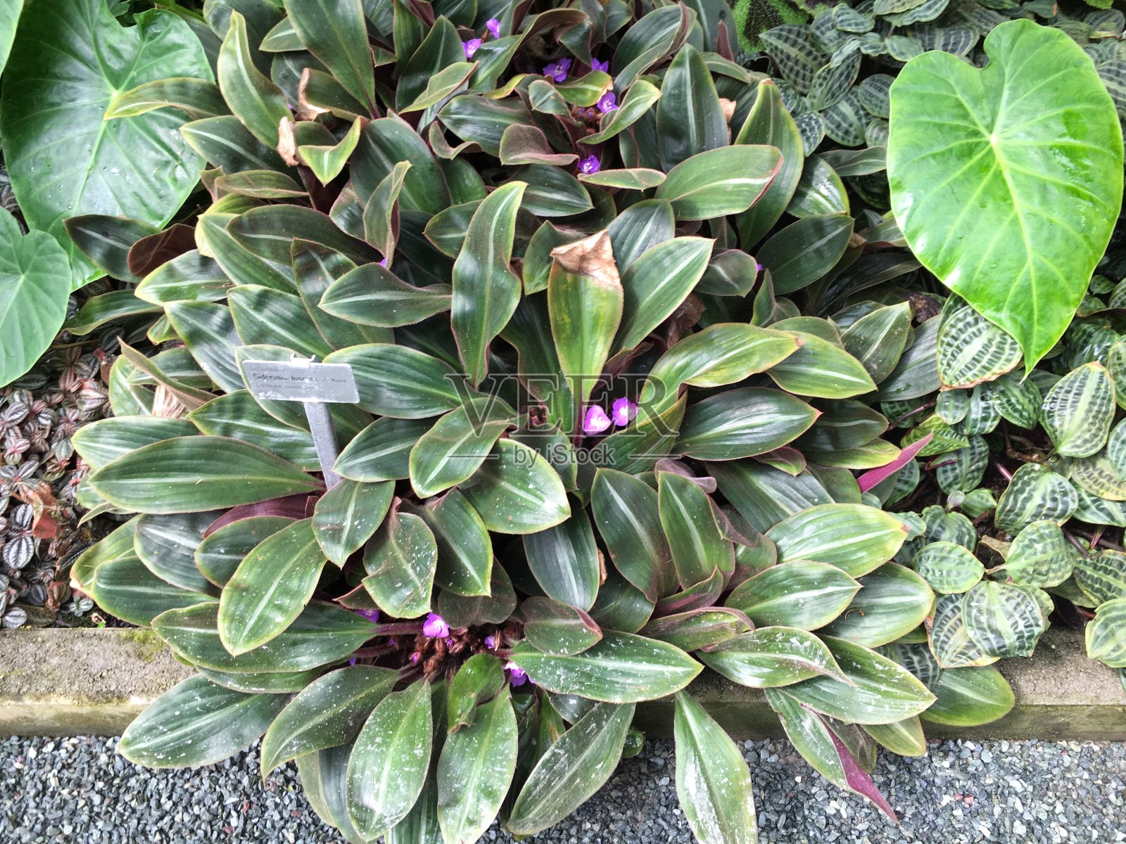 花和植物在温室或热带房子在植物园圣加尔，圣加伦-瑞士照片摄影图片