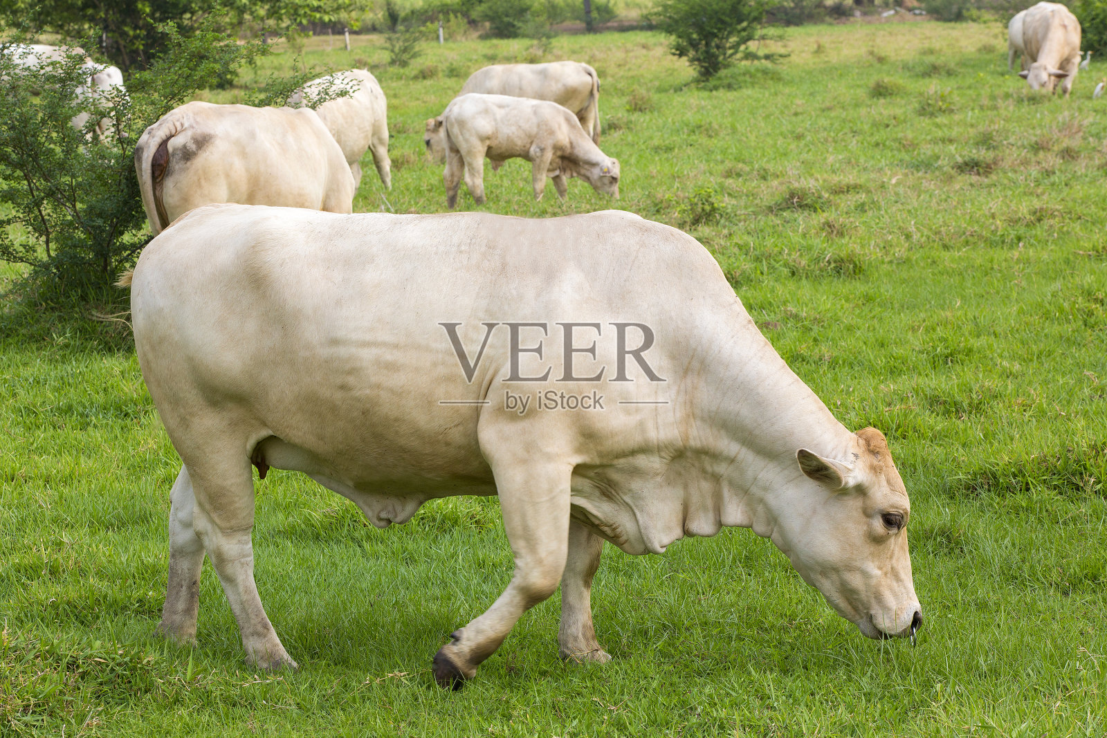 奶牛和他们的牛群在绿色的牧场上吃草。照片摄影图片