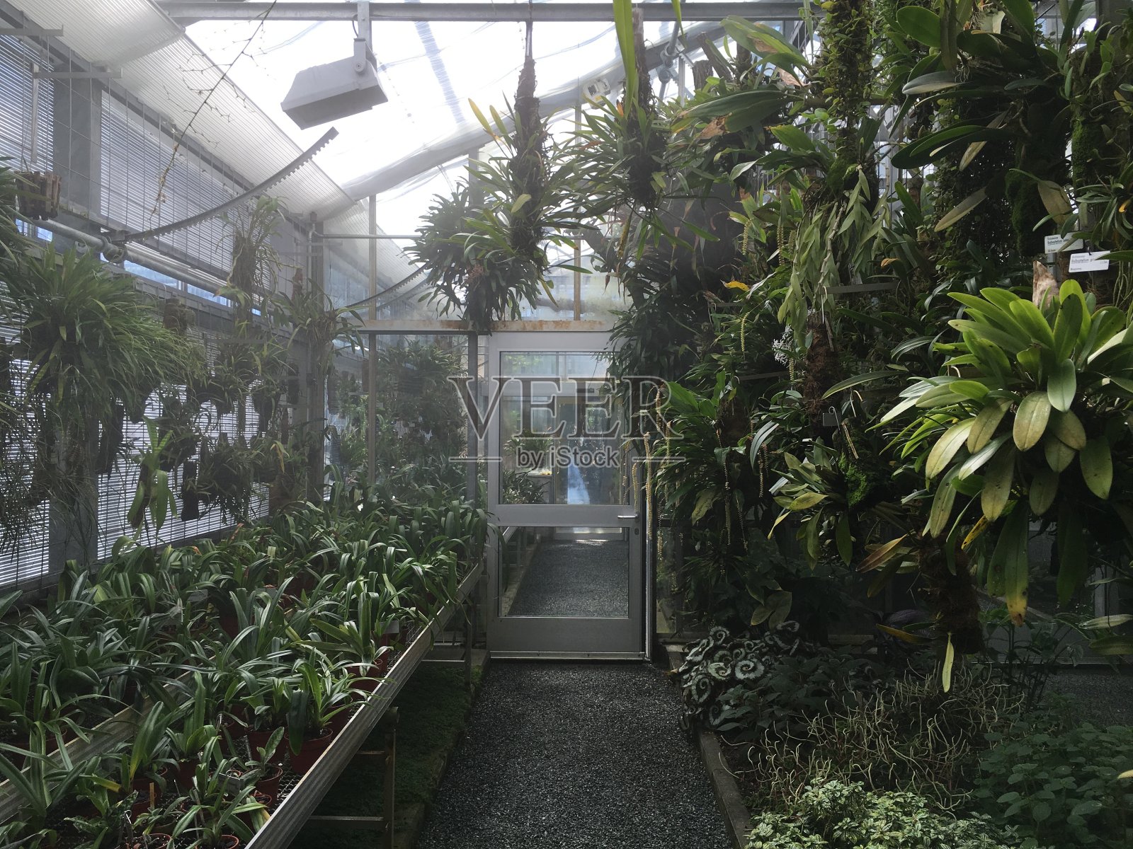 花和植物在温室或热带房子在植物园圣加尔，圣加伦-瑞士照片摄影图片