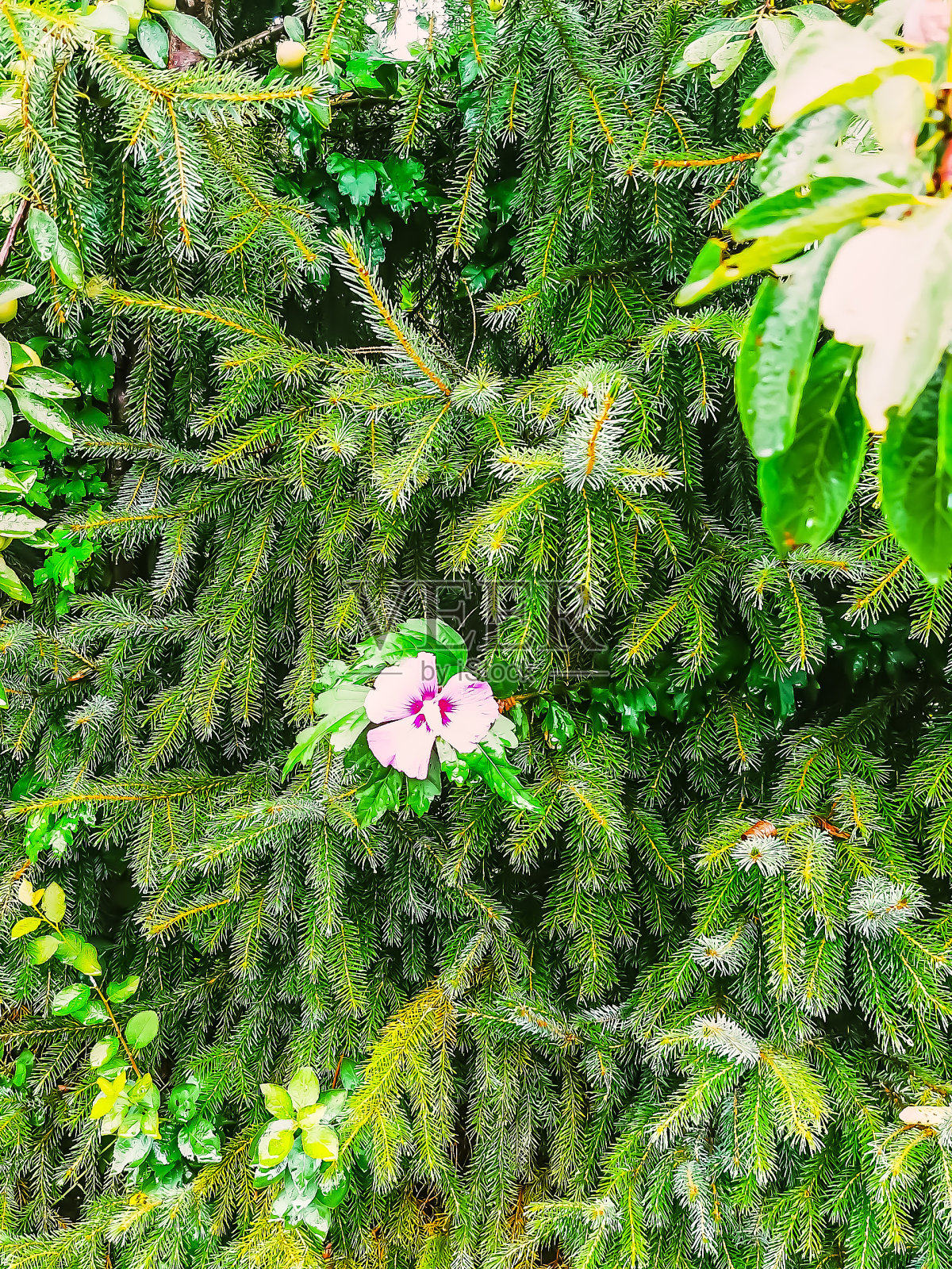 针叶树开出花来照片摄影图片