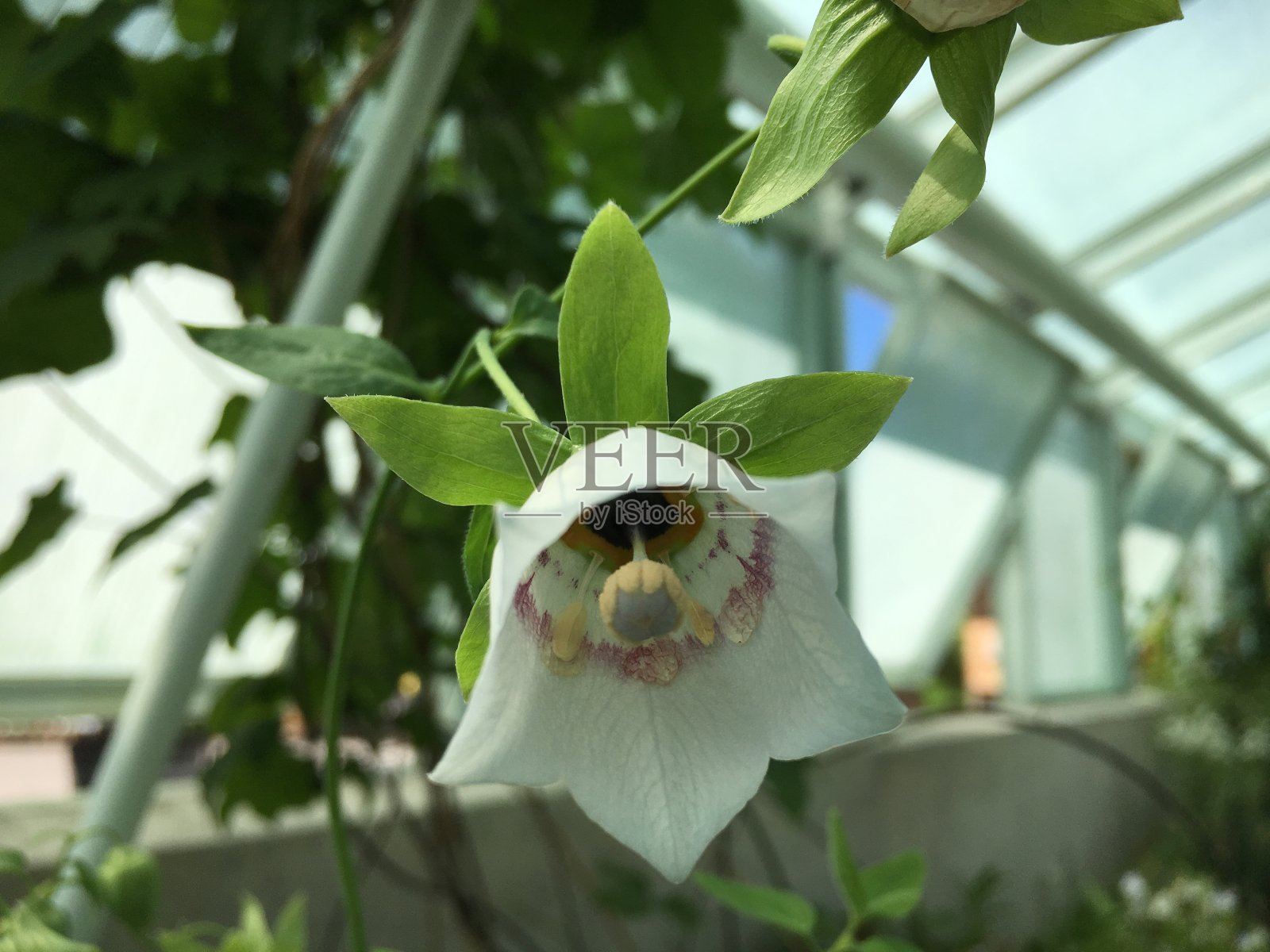花和植物在温室或热带房子在植物园圣加尔，圣加伦-瑞士照片摄影图片