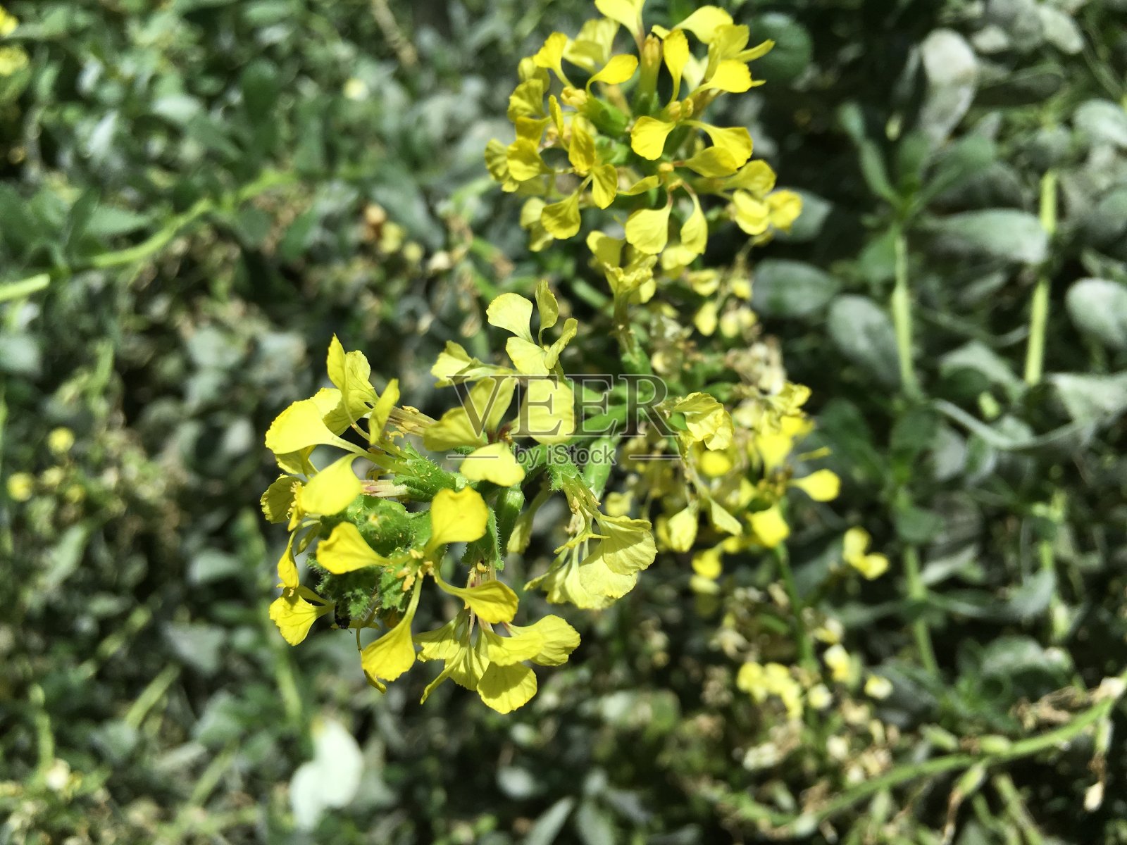 花和植物在温室或热带房子在植物园圣加尔，圣加伦-瑞士照片摄影图片