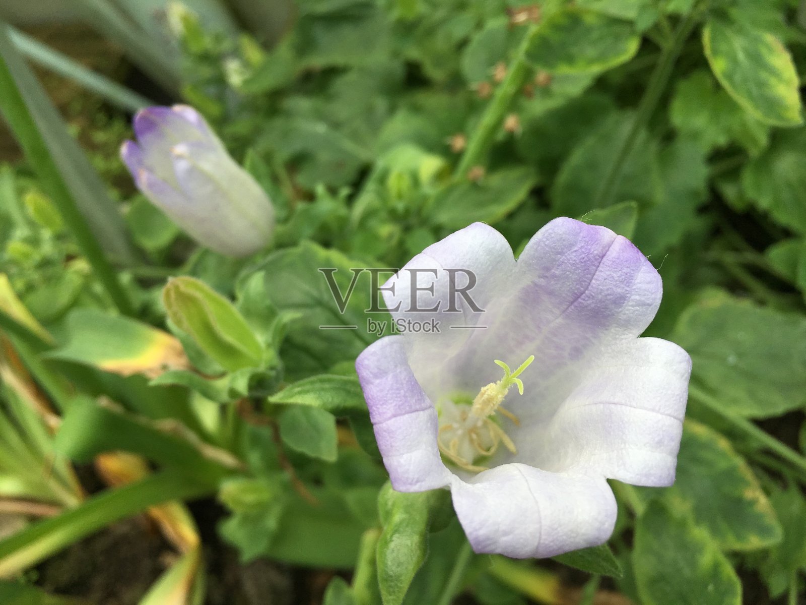 花和植物在温室或热带房子在植物园圣加尔，圣加伦-瑞士照片摄影图片