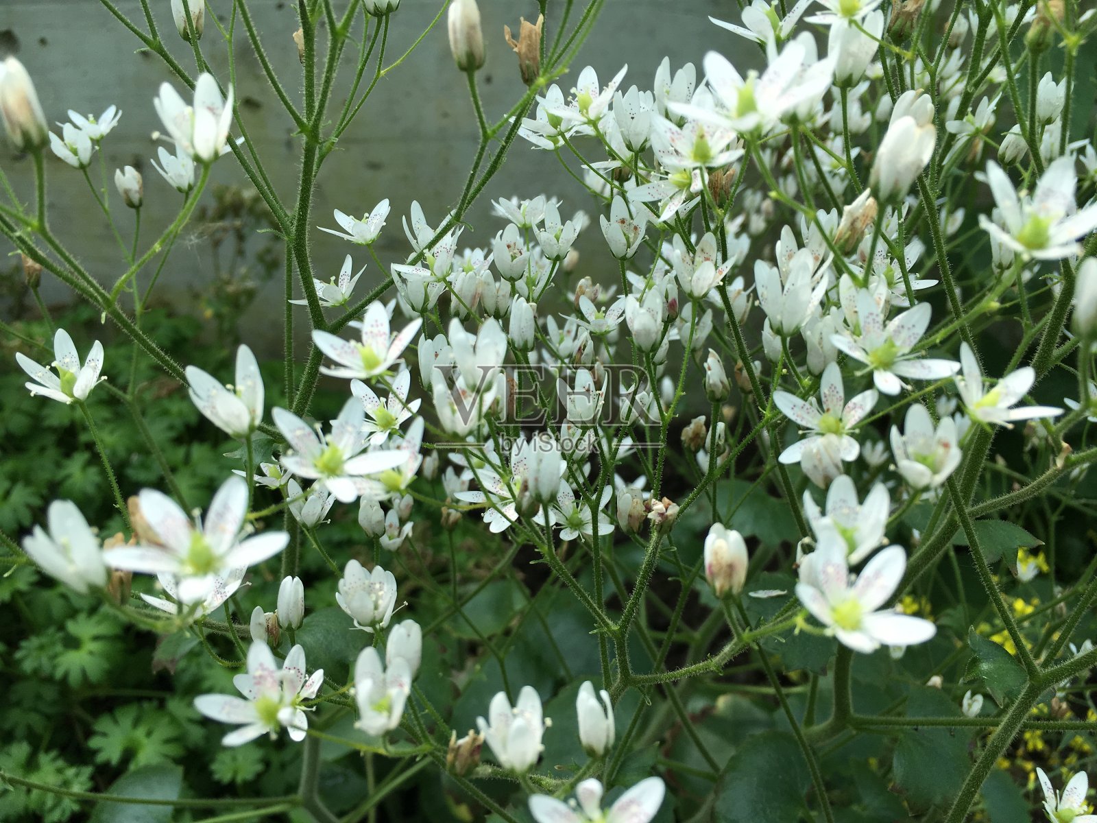 花和植物在温室或热带房子在植物园圣加尔，圣加伦-瑞士照片摄影图片