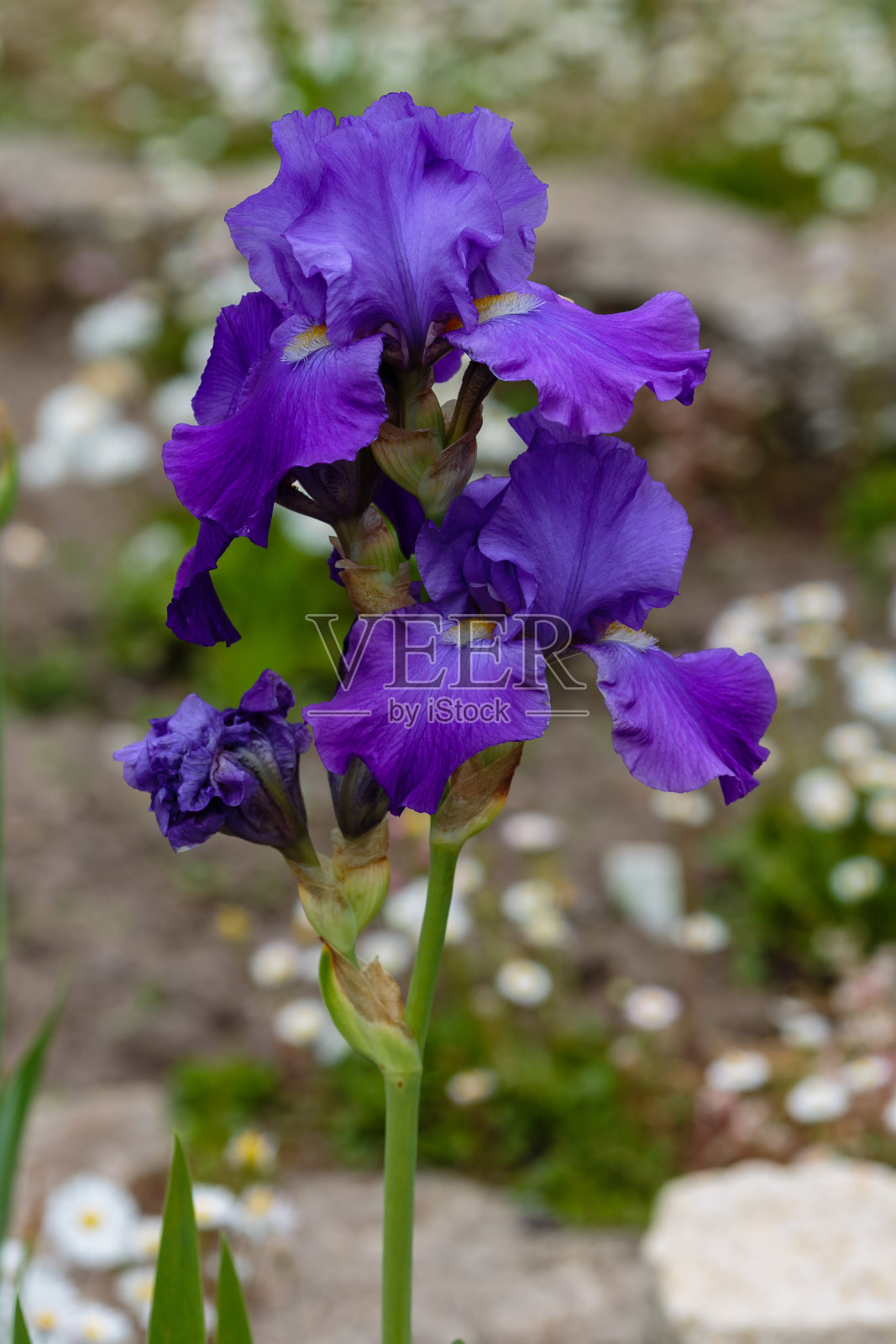 德国鸢尾或有须鸢尾的花在自然背景上。照片摄影图片