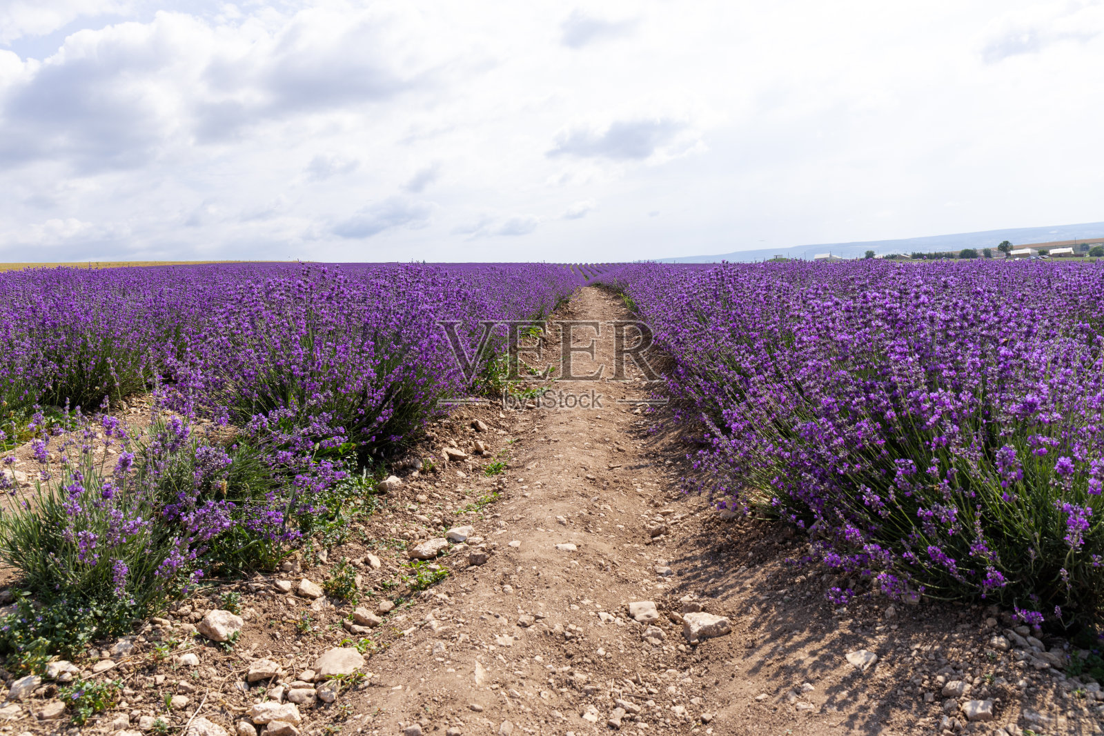 在夏天盛开的薰衣草。薰衣草盛开的花香。照片摄影图片