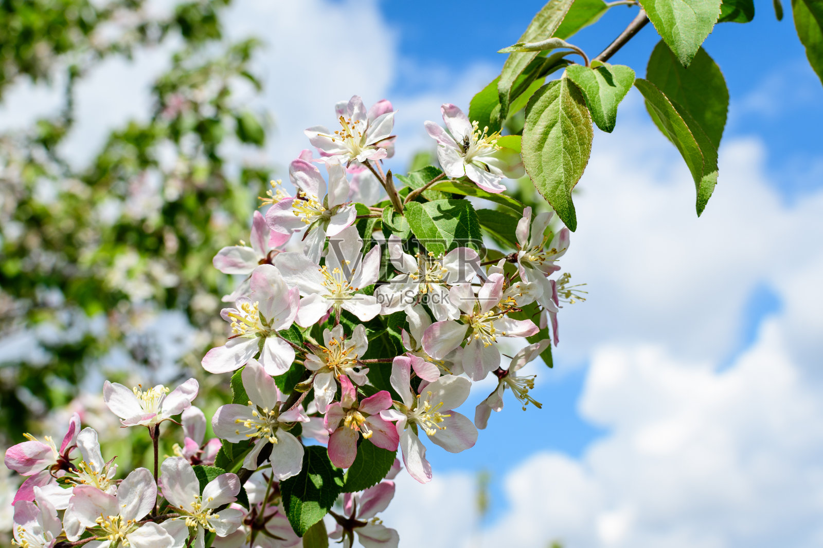 特写一根树枝上盛开着白色的苹果树花，背景模糊，在一个阳光明媚的春天，美丽的日本樱花花的背景，樱花照片摄影图片