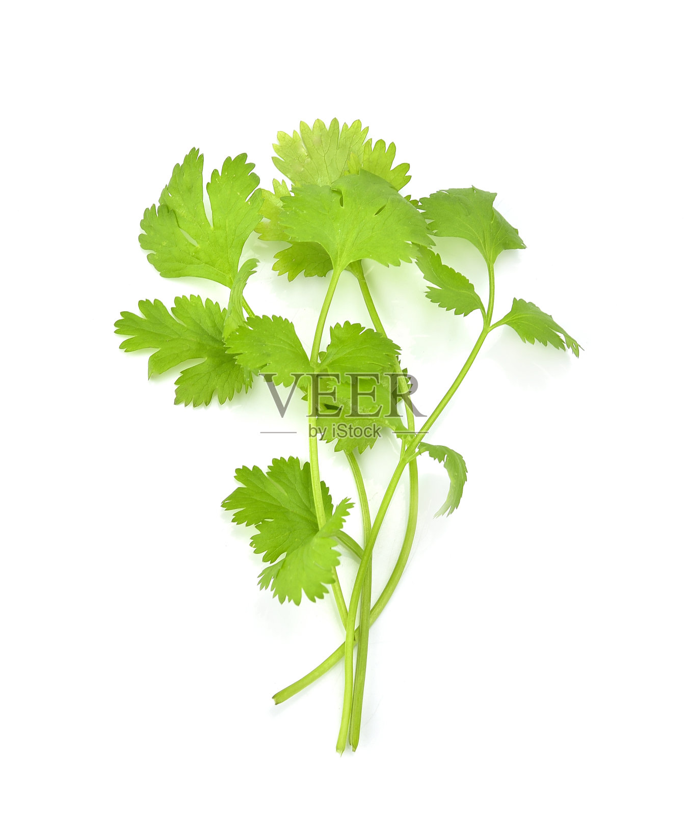 芹菜孤立在白色背景上的俯视图照片摄影图片