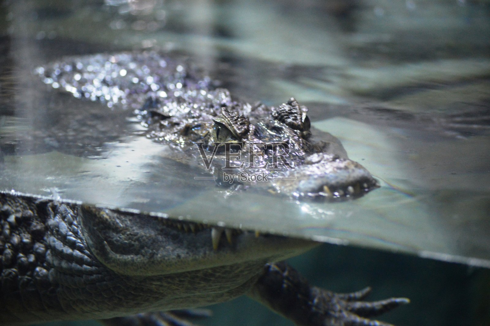 鳄鱼近距离照片摄影图片