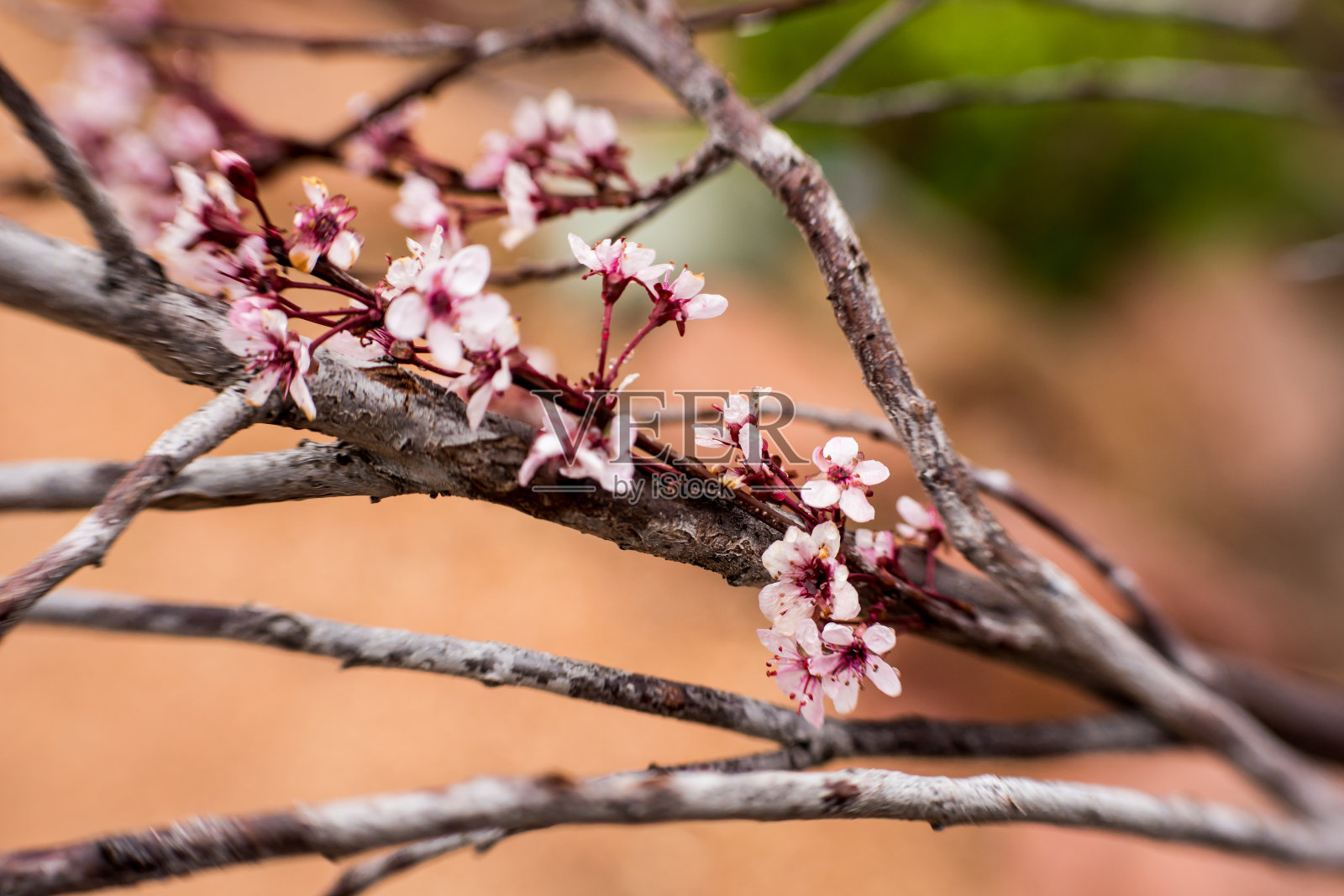 砂樱桃花照片摄影图片