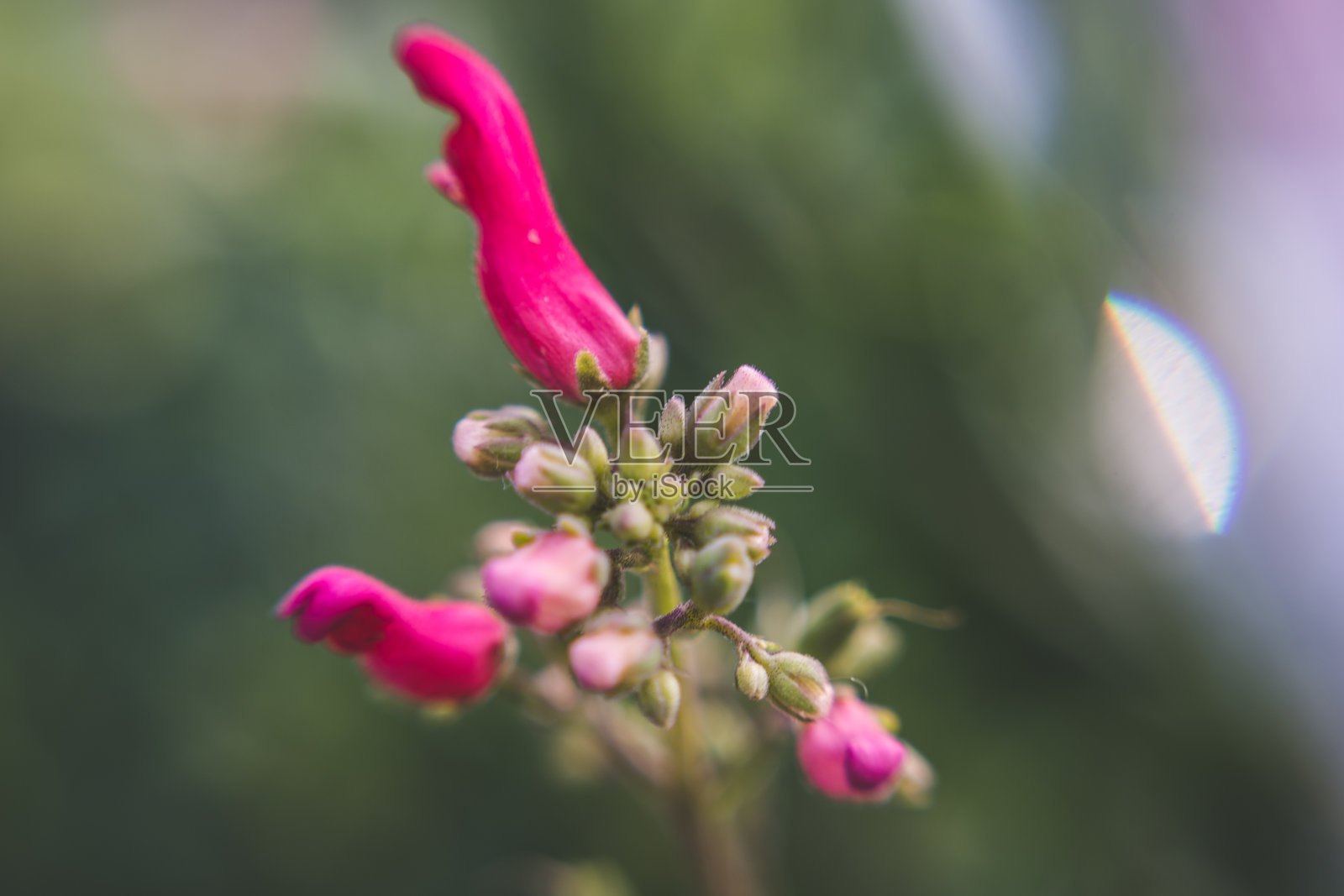 树上的红色小鸟照片摄影图片